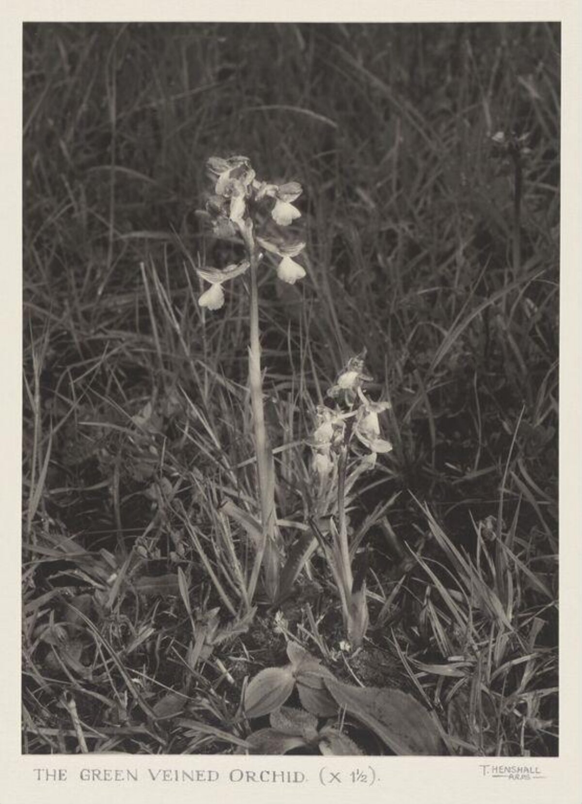 Green Veined Orchid in Wild Grass