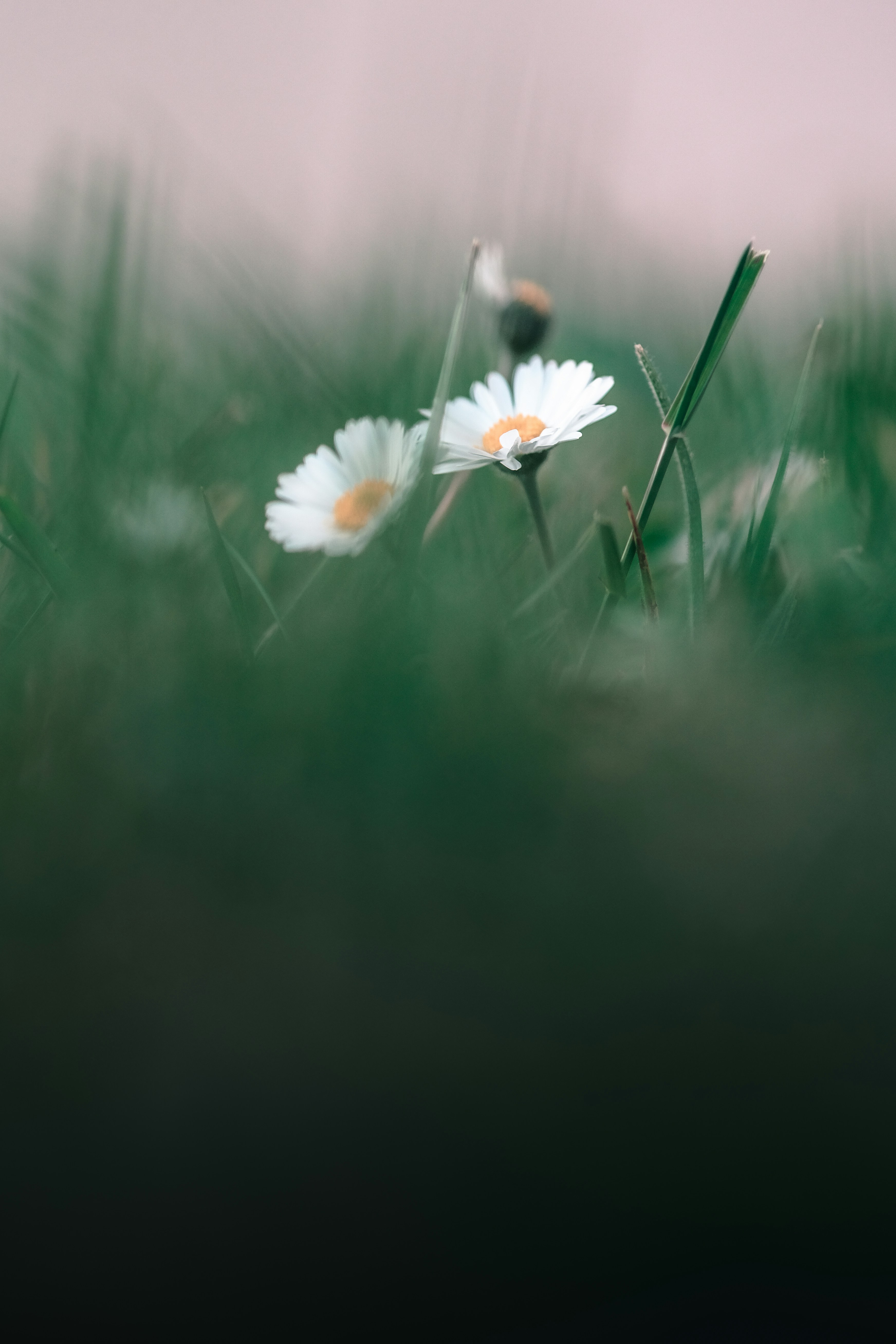White Daisies in Green Grass