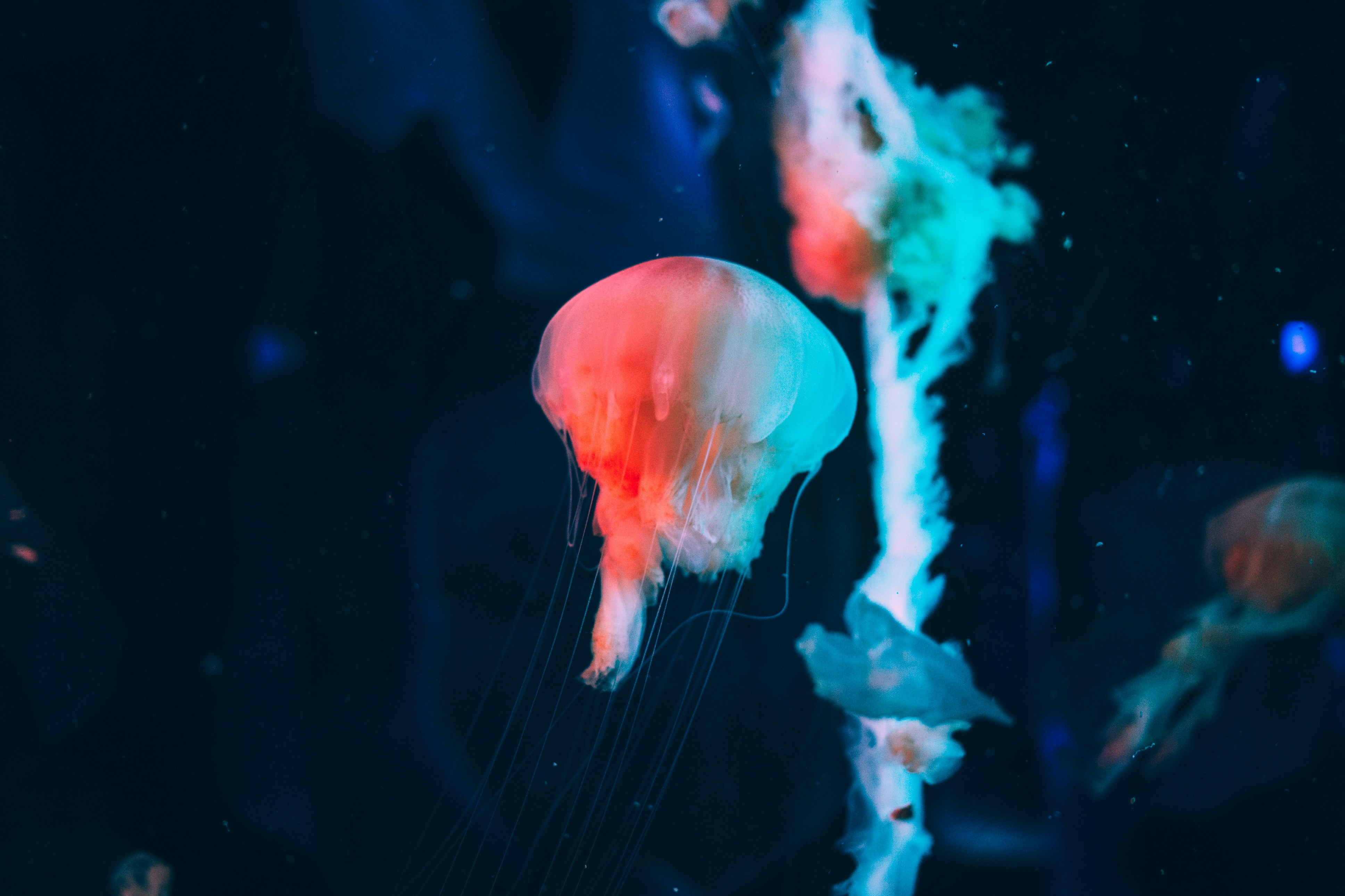 Glowing Jellyfish Underwater