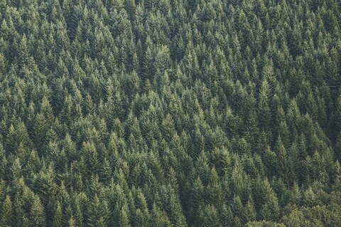 Dense Coniferous Forest