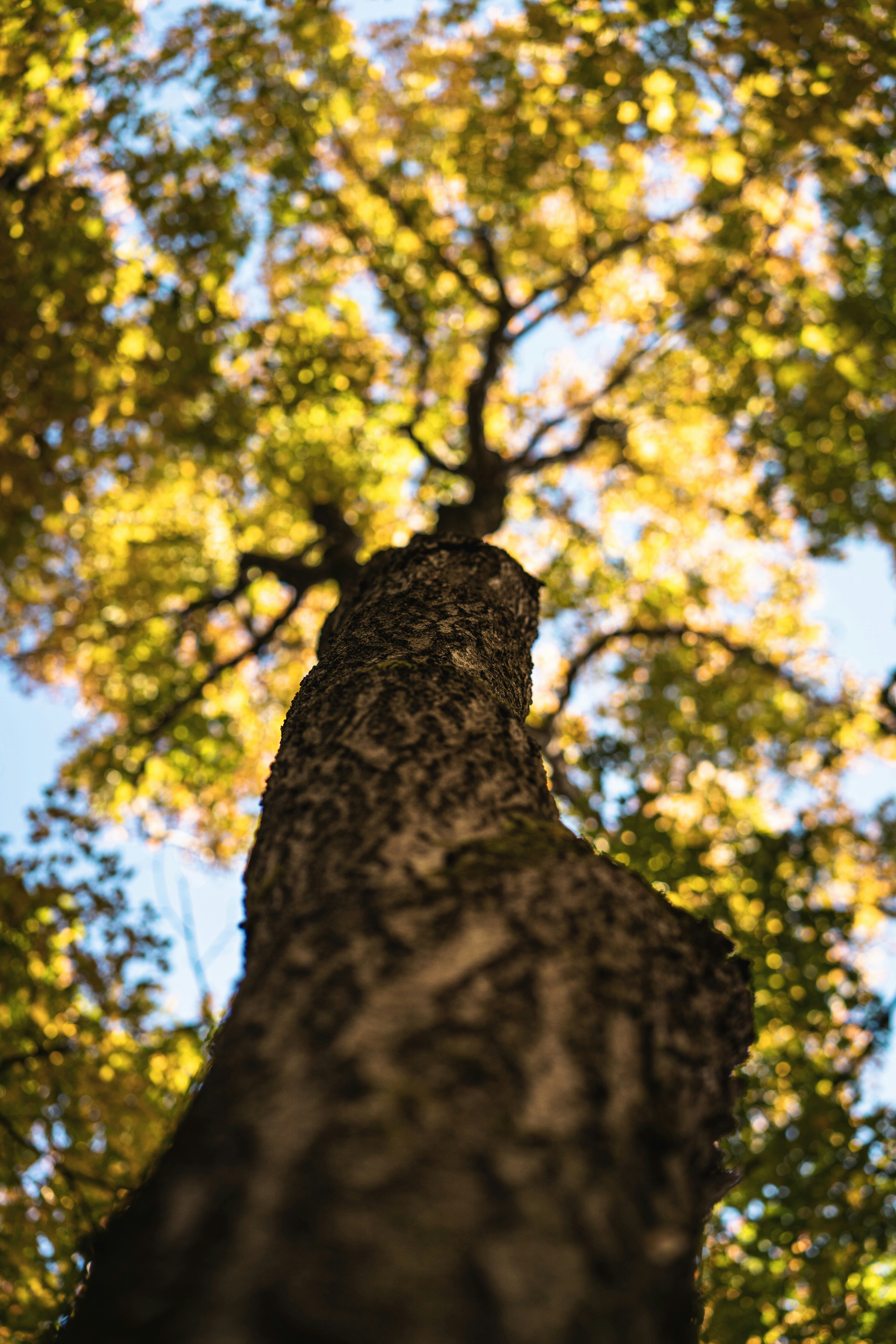 Upward View of Autumn Tree