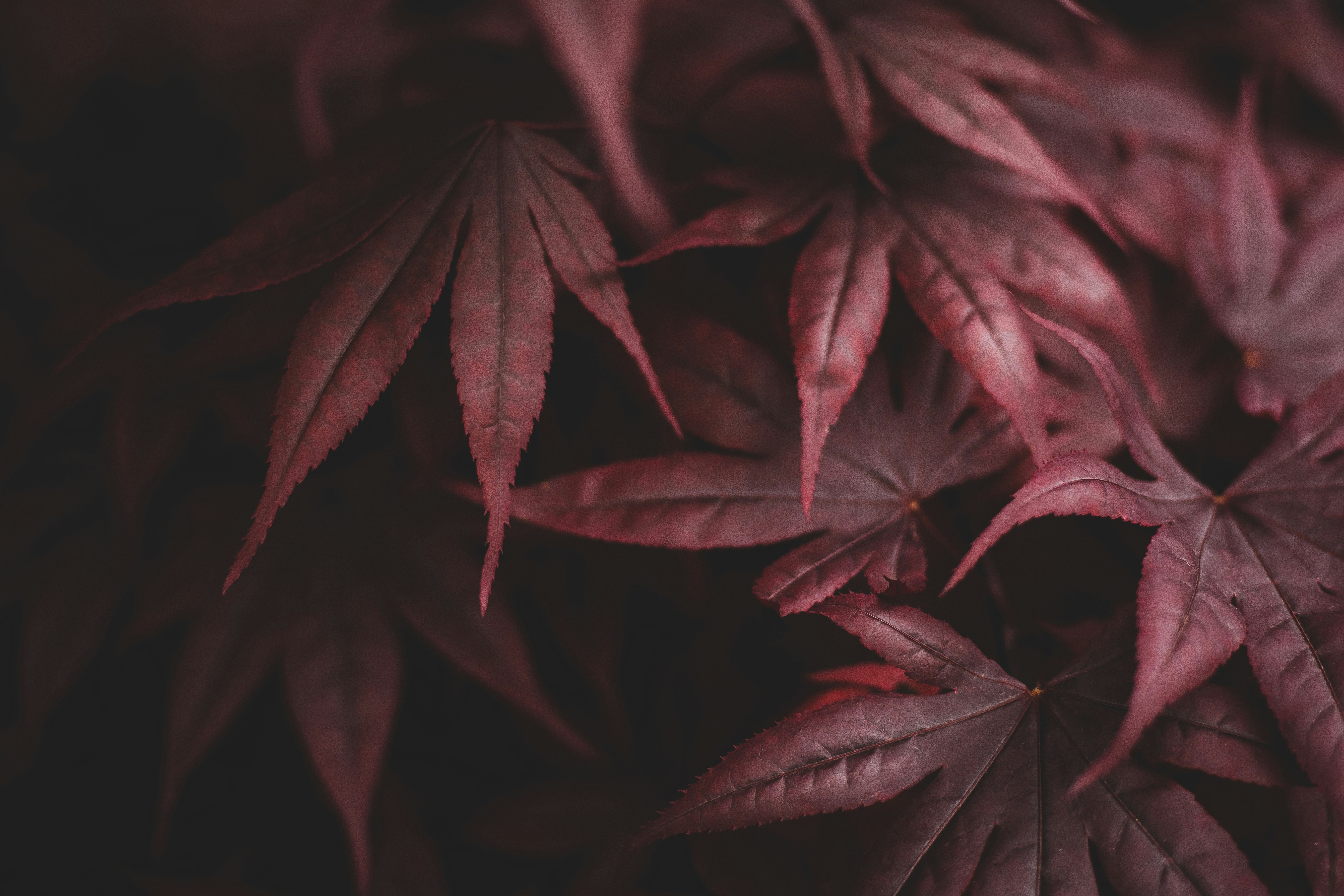 Deep Red Maple Leaves