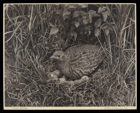 Common Partridge on Nest with Eggs