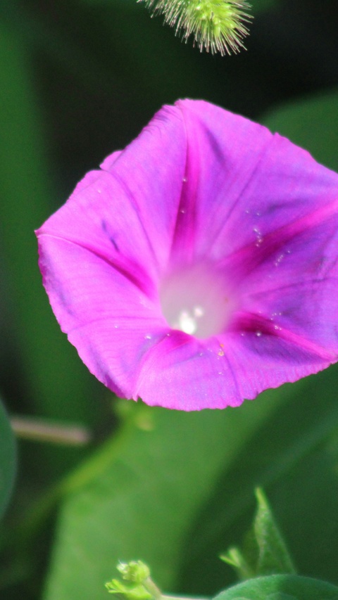 Purple Morning Glory Flower