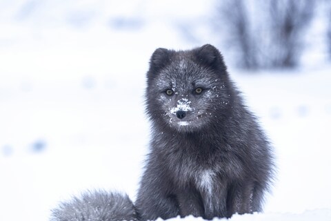 Black Arctic Fox in Snow