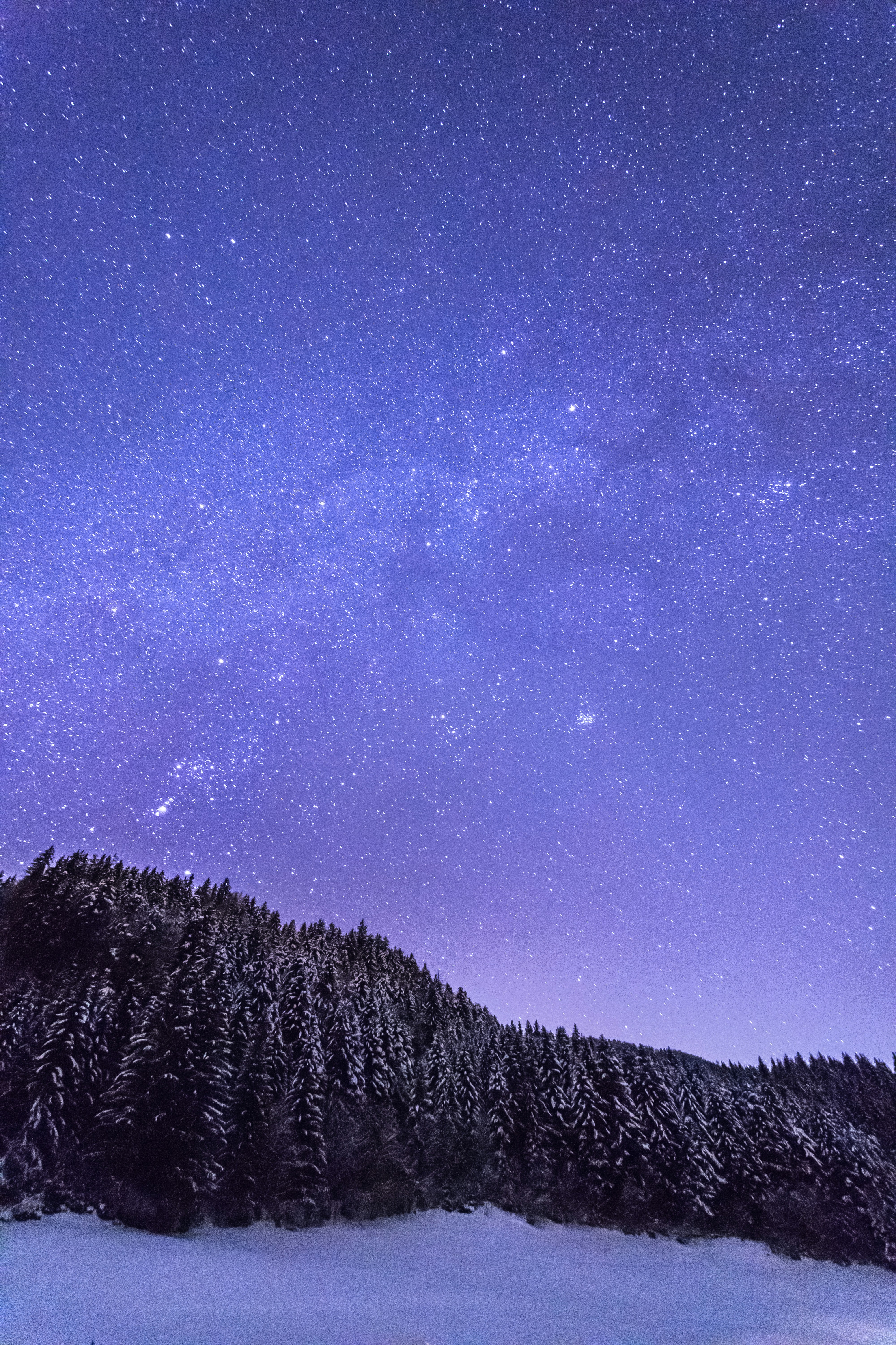 Starry Night Over Snowy Forest