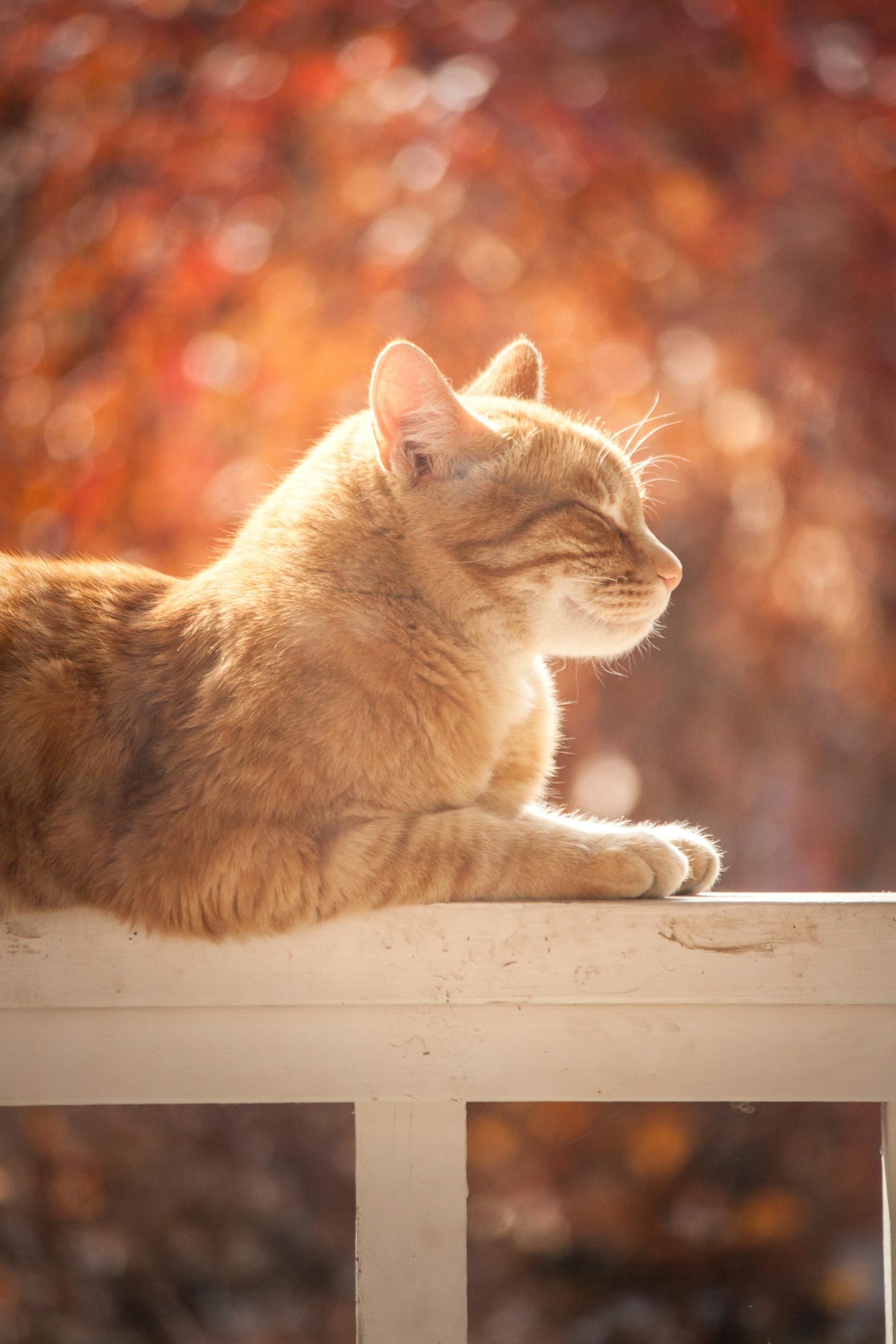 Ginger Cat Sunbathing Outdoors