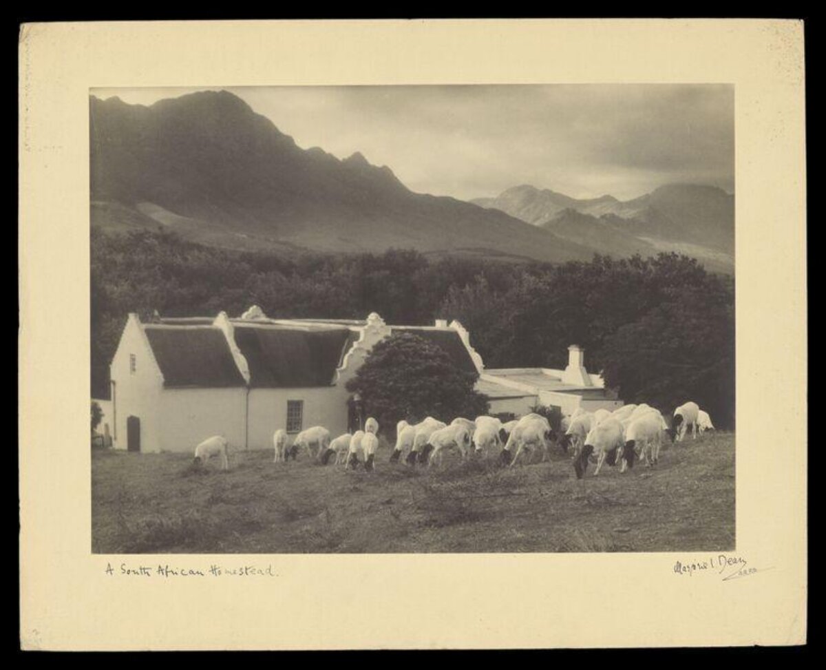 A South African Homestead