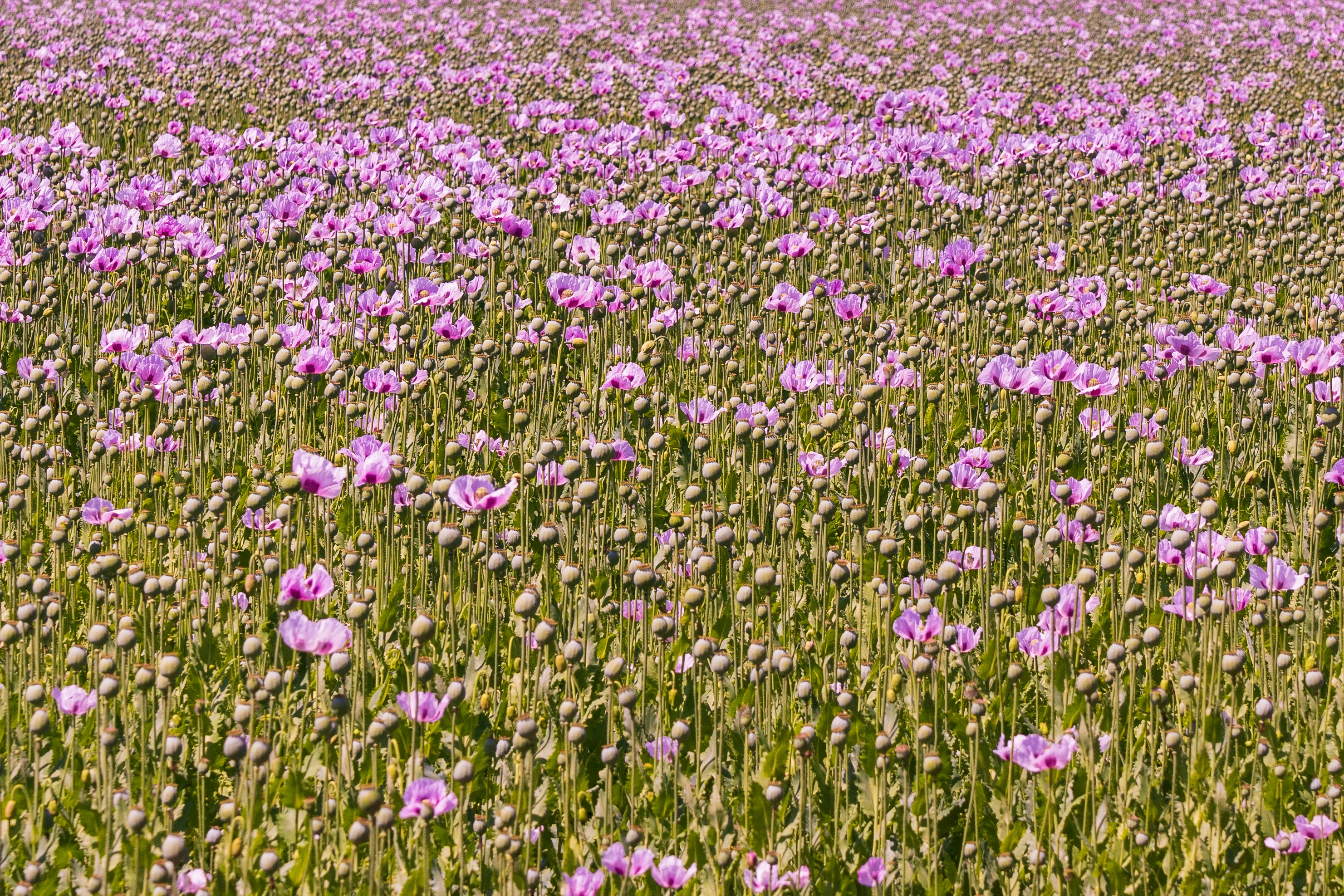 Purple Poppy Field