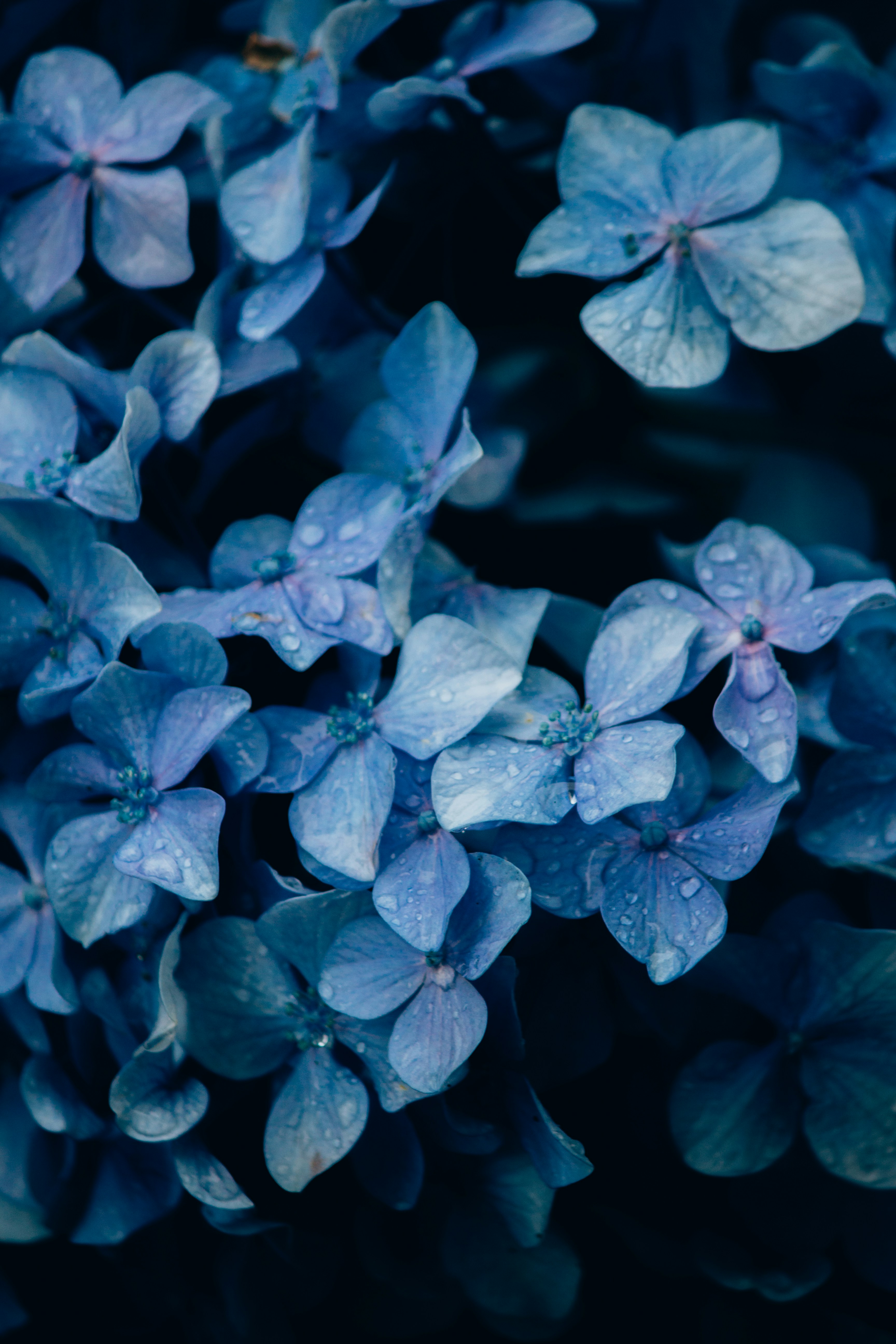 Blue Hydrangeas with Dewdrops