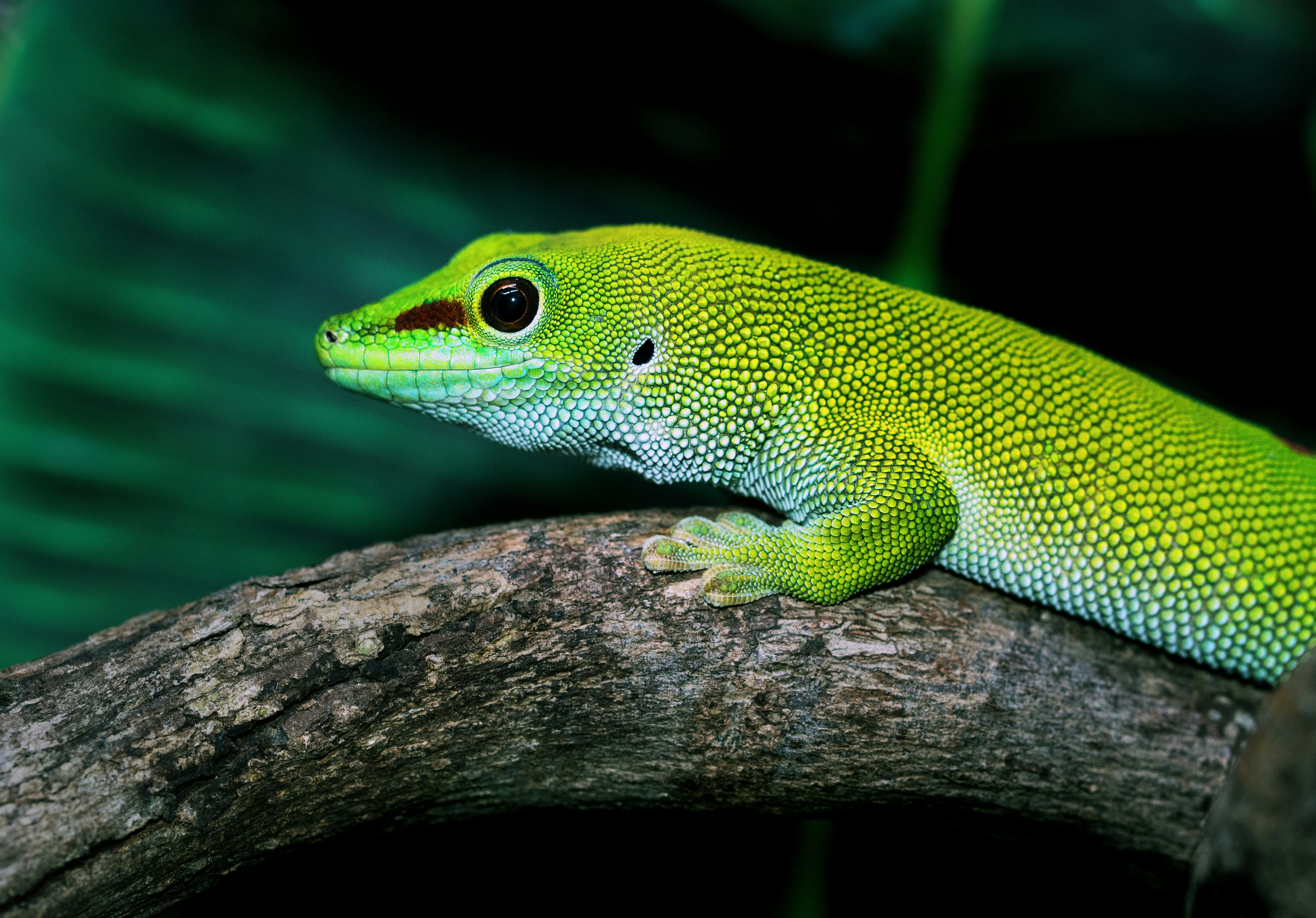 Green Gecko on Tree Branch