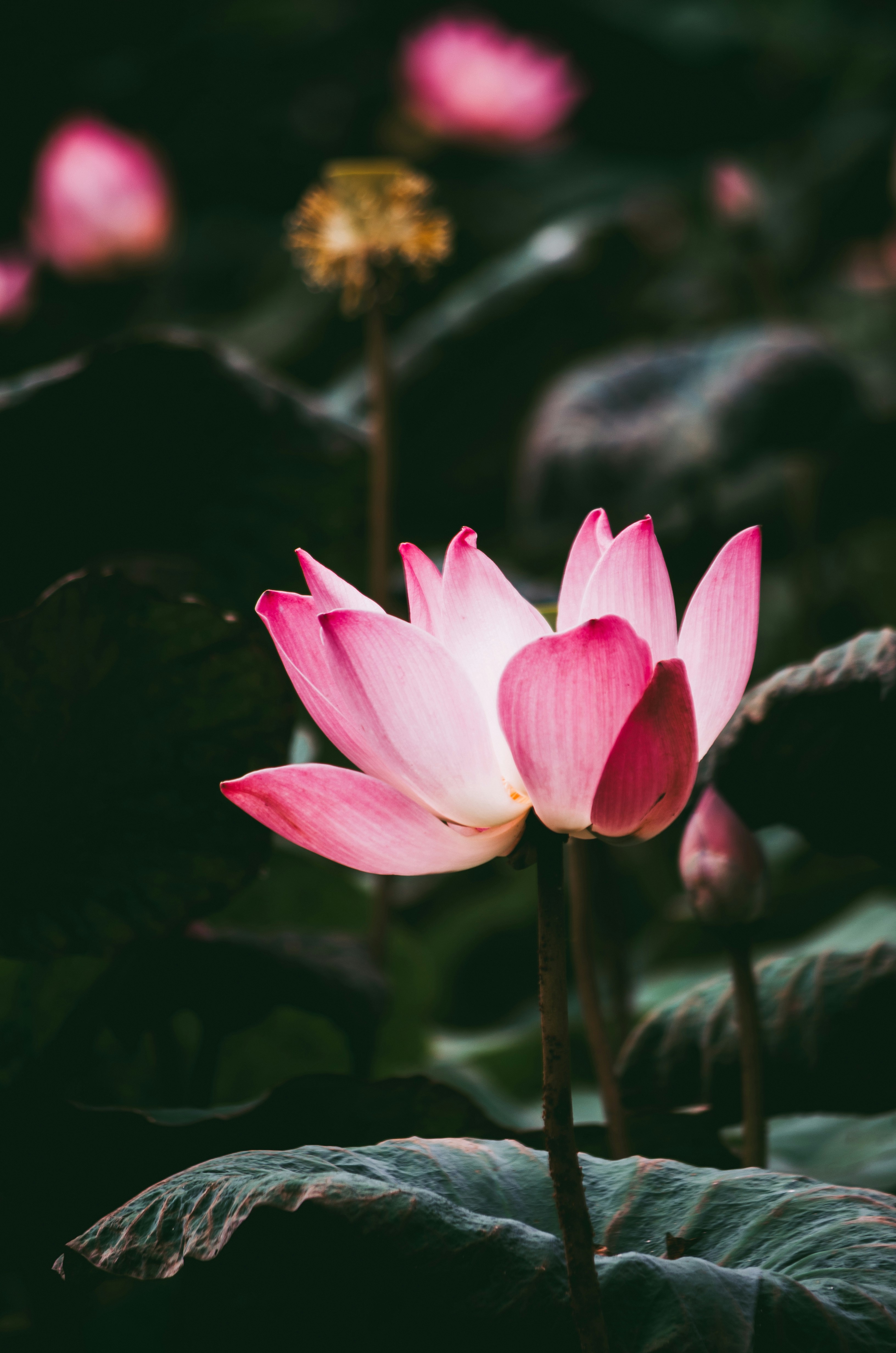 Blooming Pink Lotus