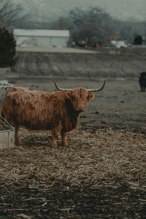 Brown Highland Cow on Farm Pasture