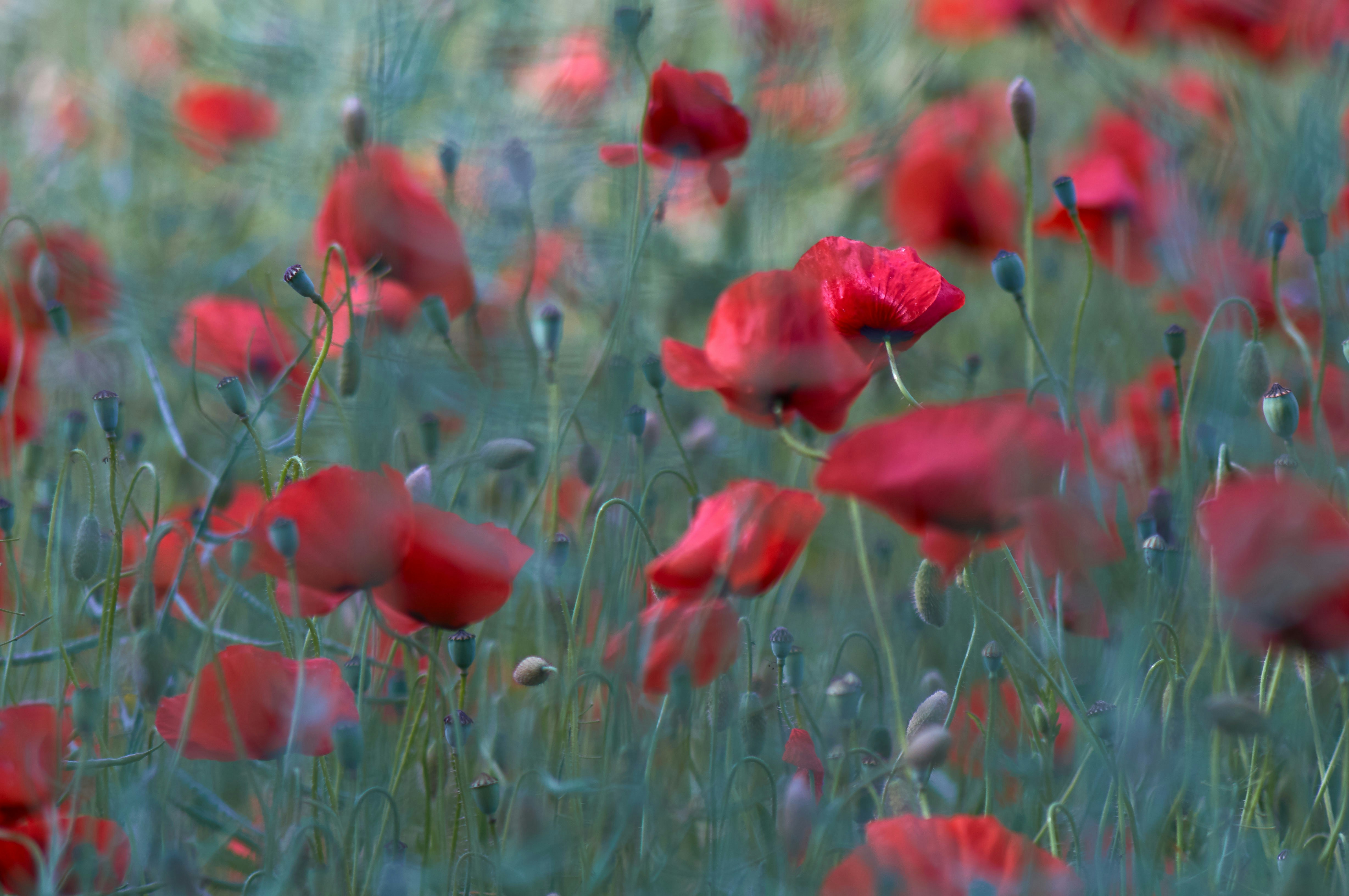 Red Poppy Field
