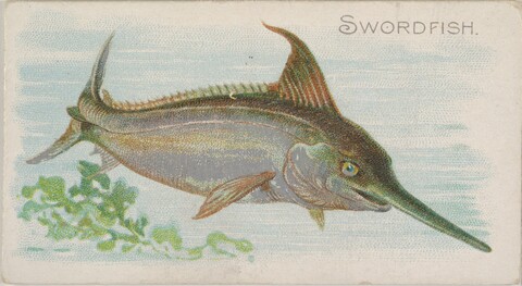Vintage Illustration of Swordfish