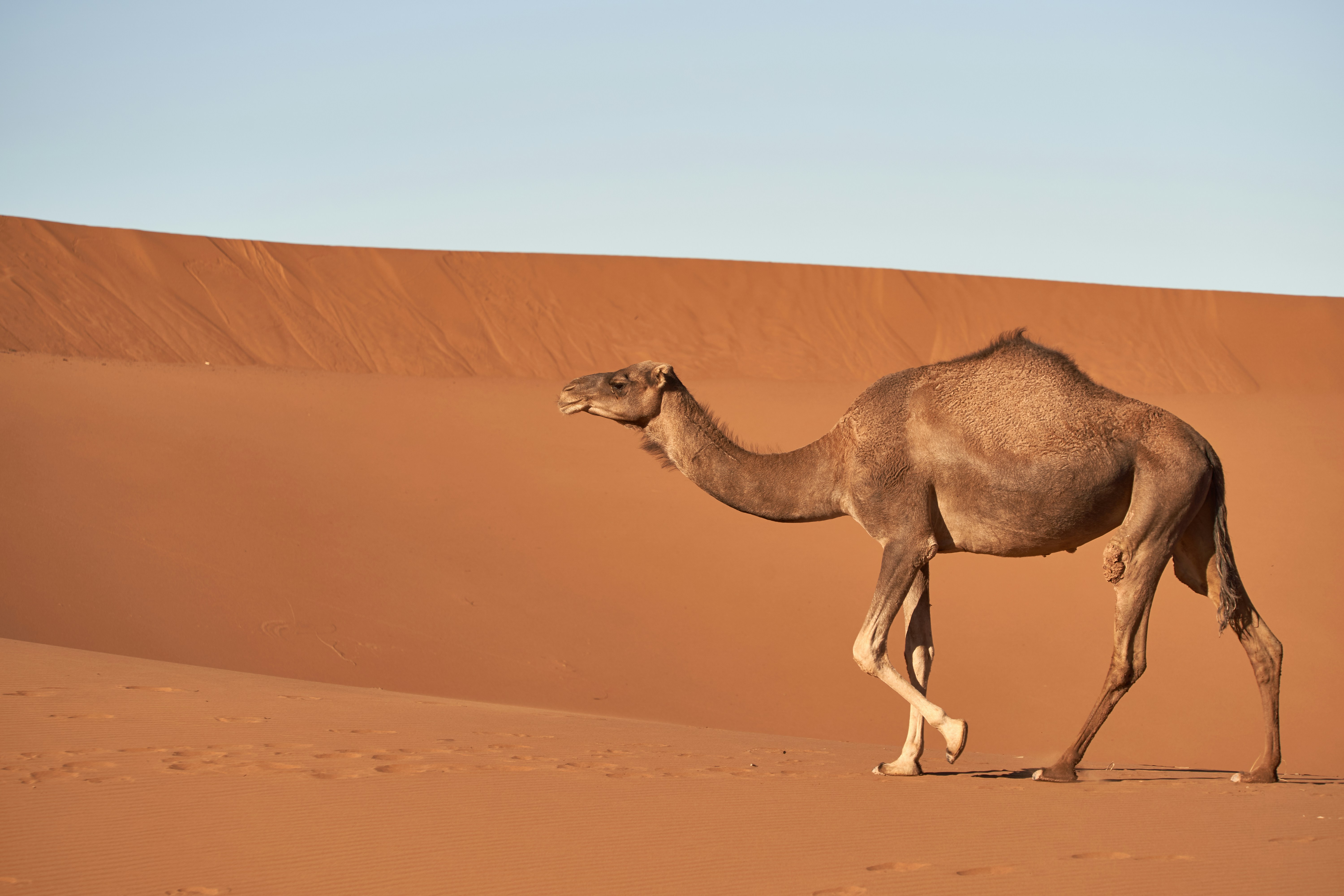 Camel Walking Across Desert Dunes
