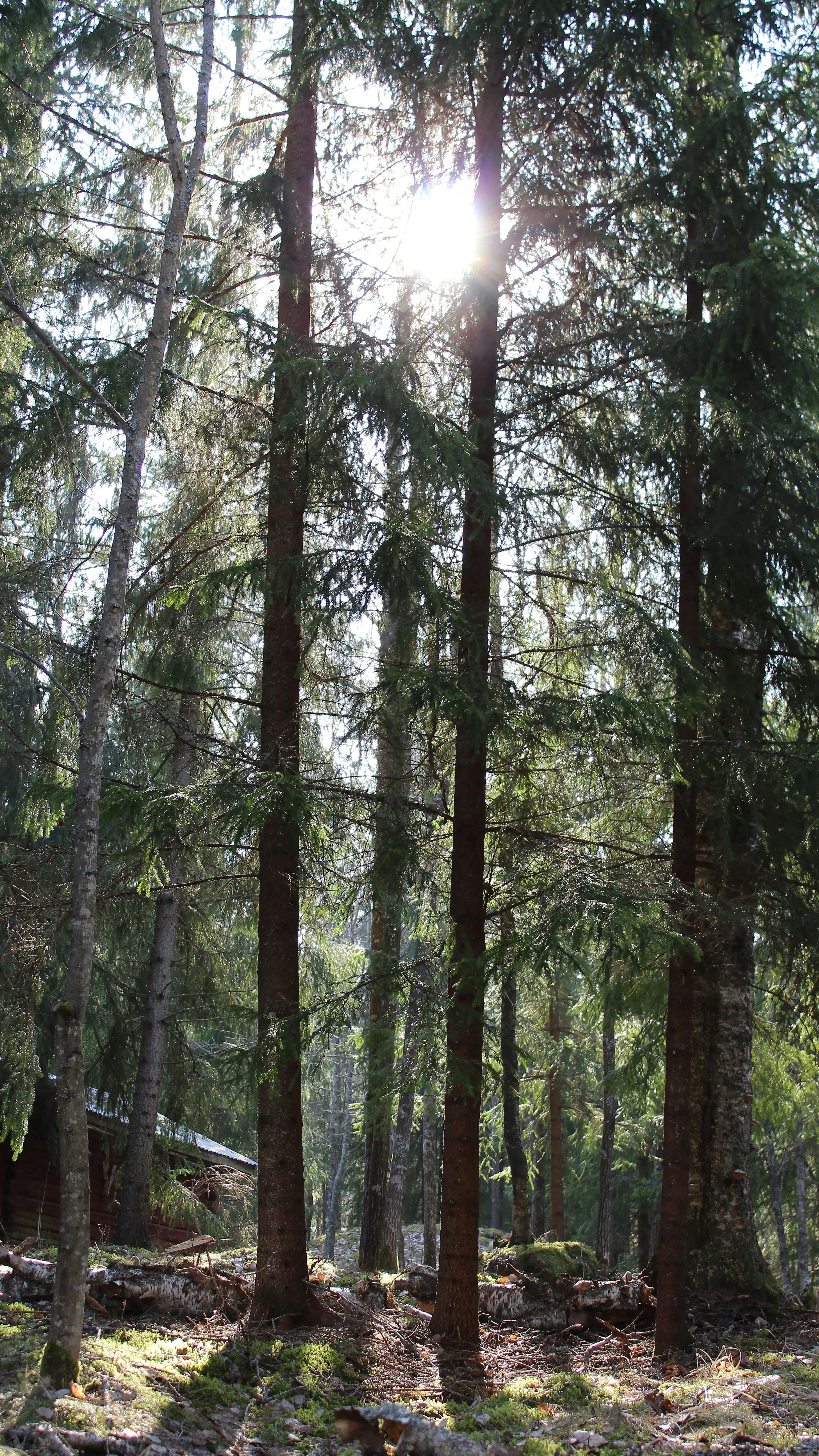Sunlight Filtering Through Dense Forest