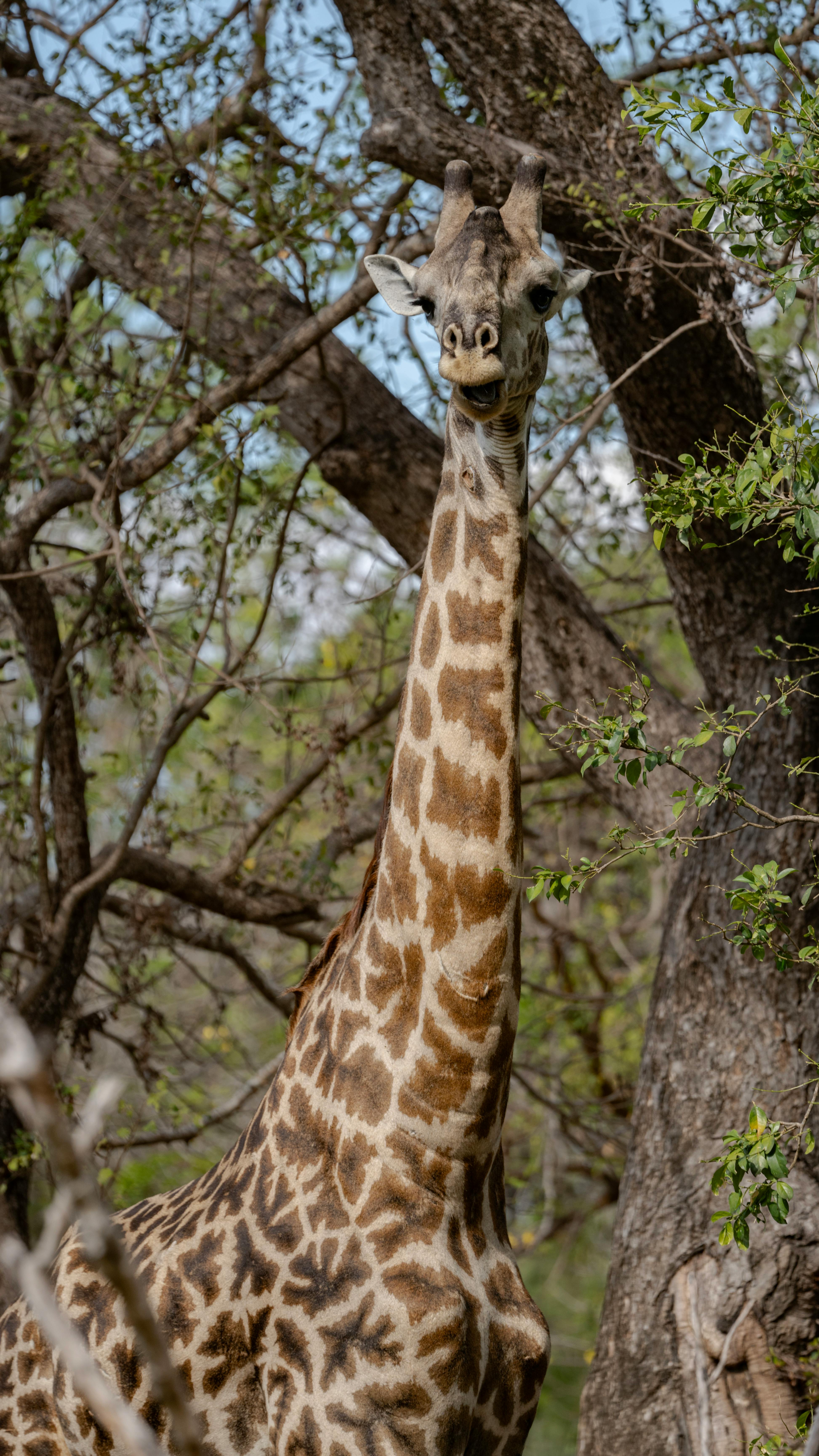 Giraffe Among Woodland Trees