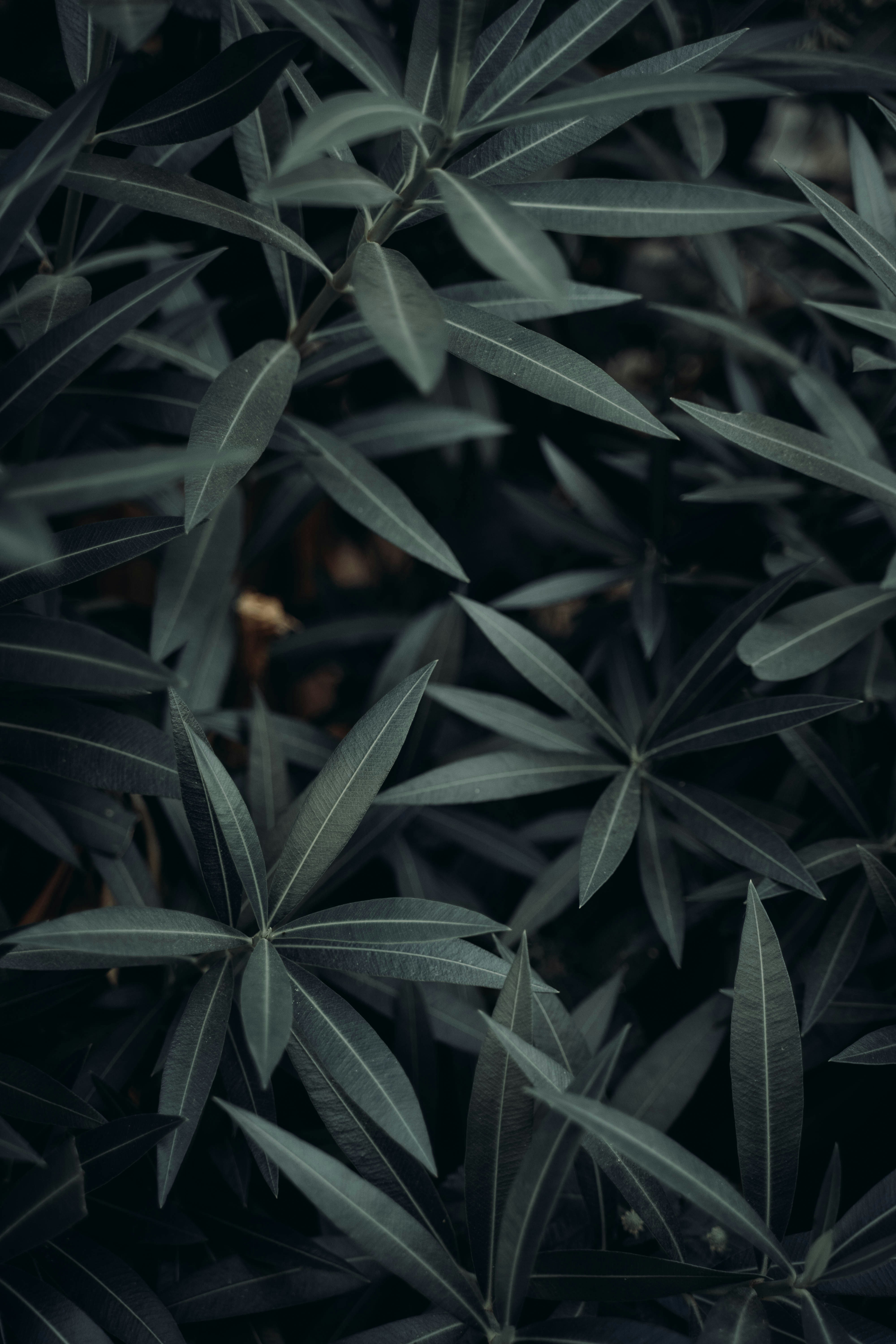 Close-up of Dense Oleander Leaves