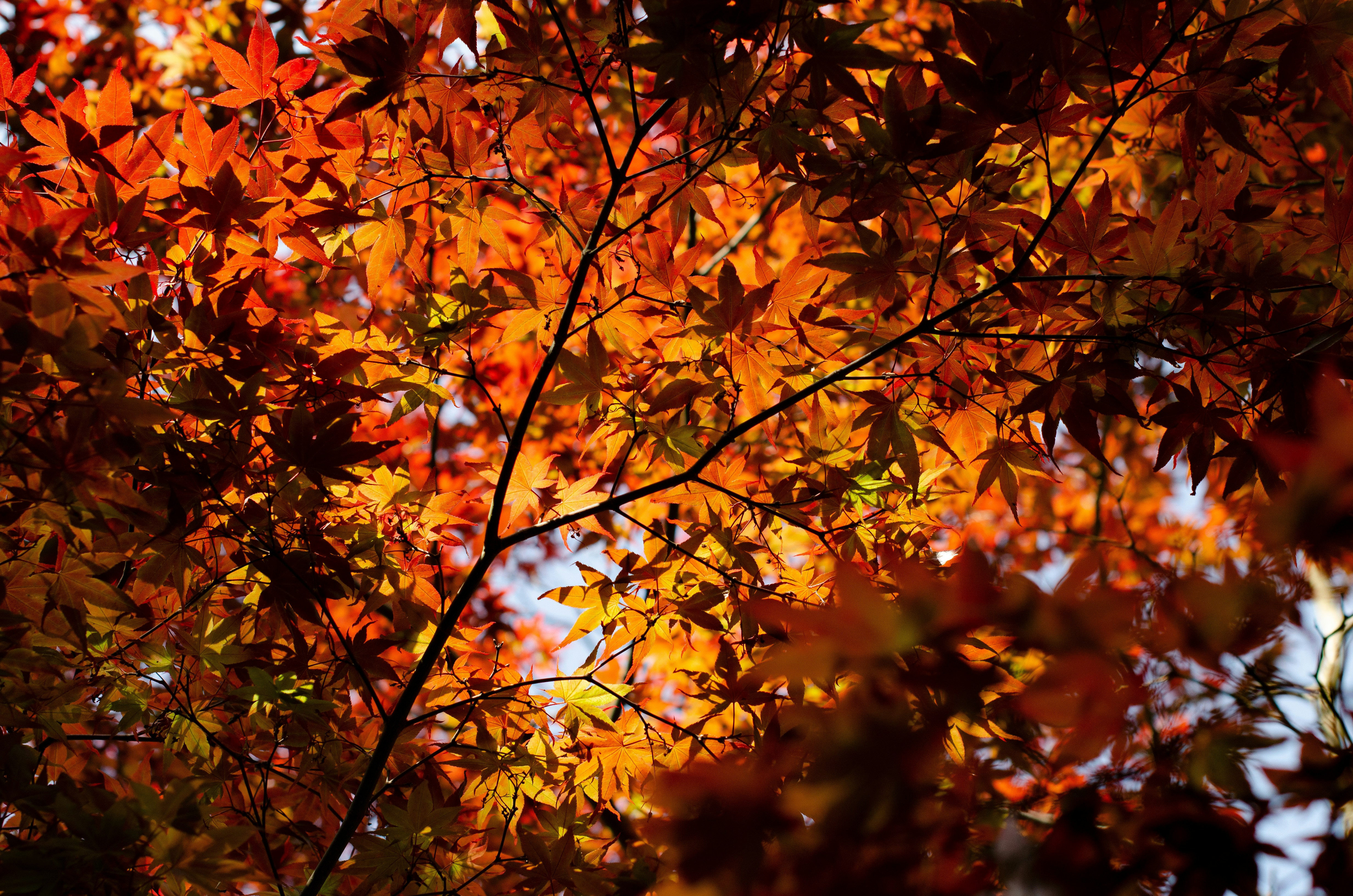 Backlit Autumn Red Maple Leaves