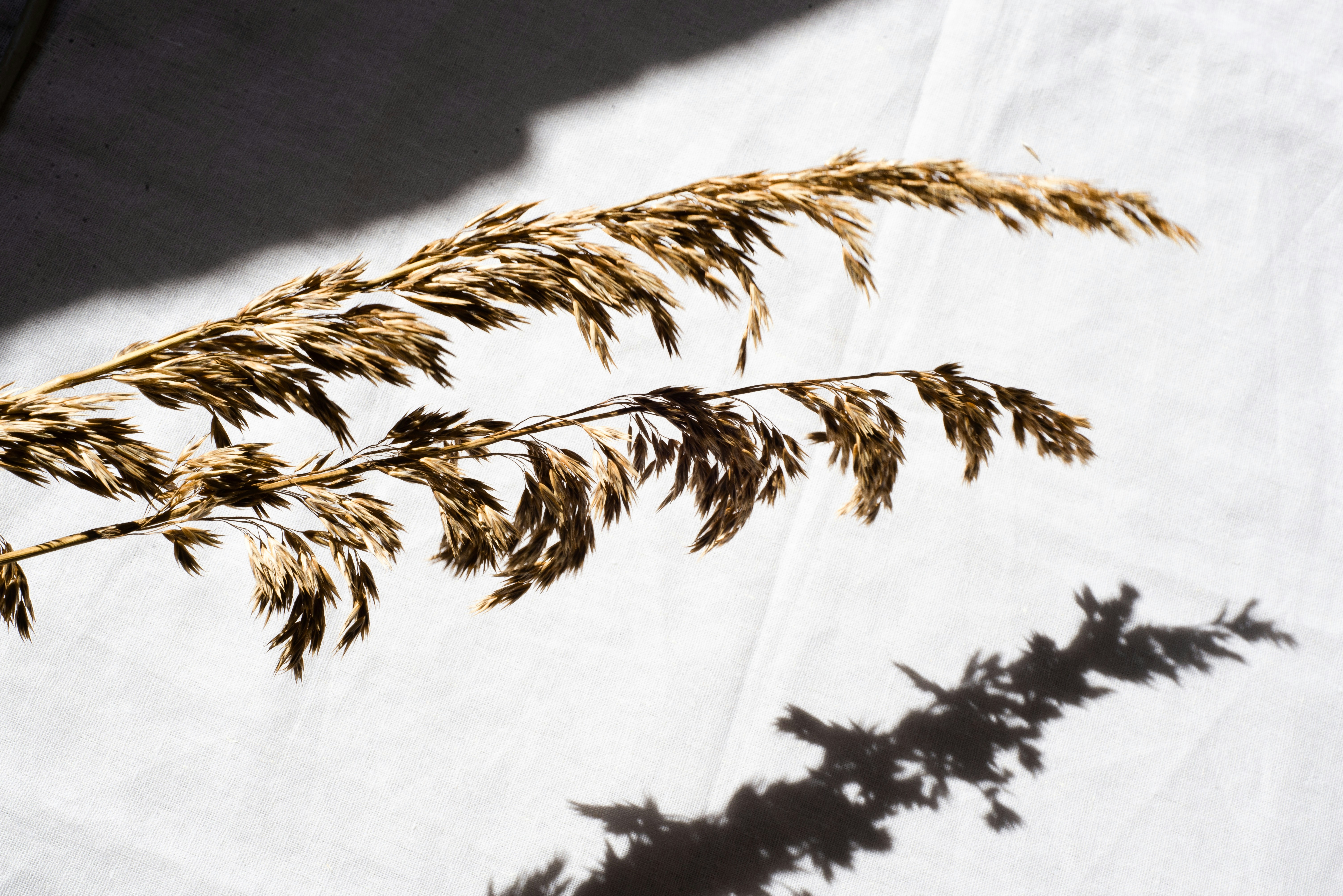 Dried Grass on White Fabric