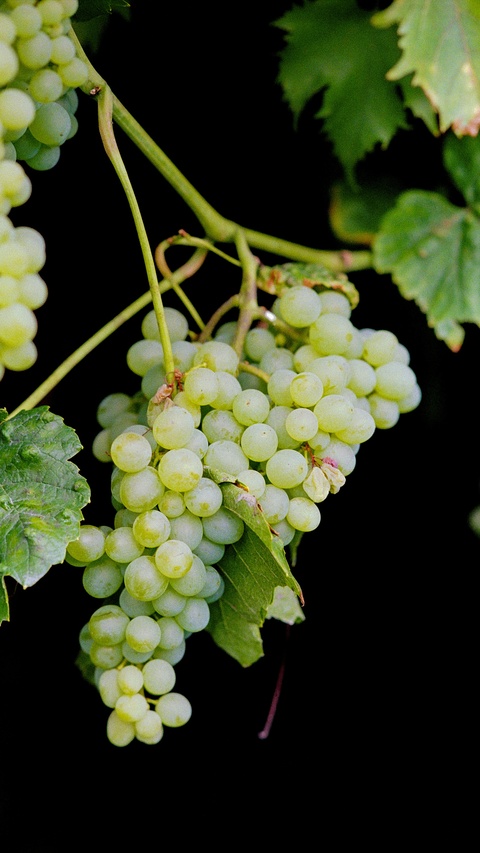 Green Grapes Growing on Vine