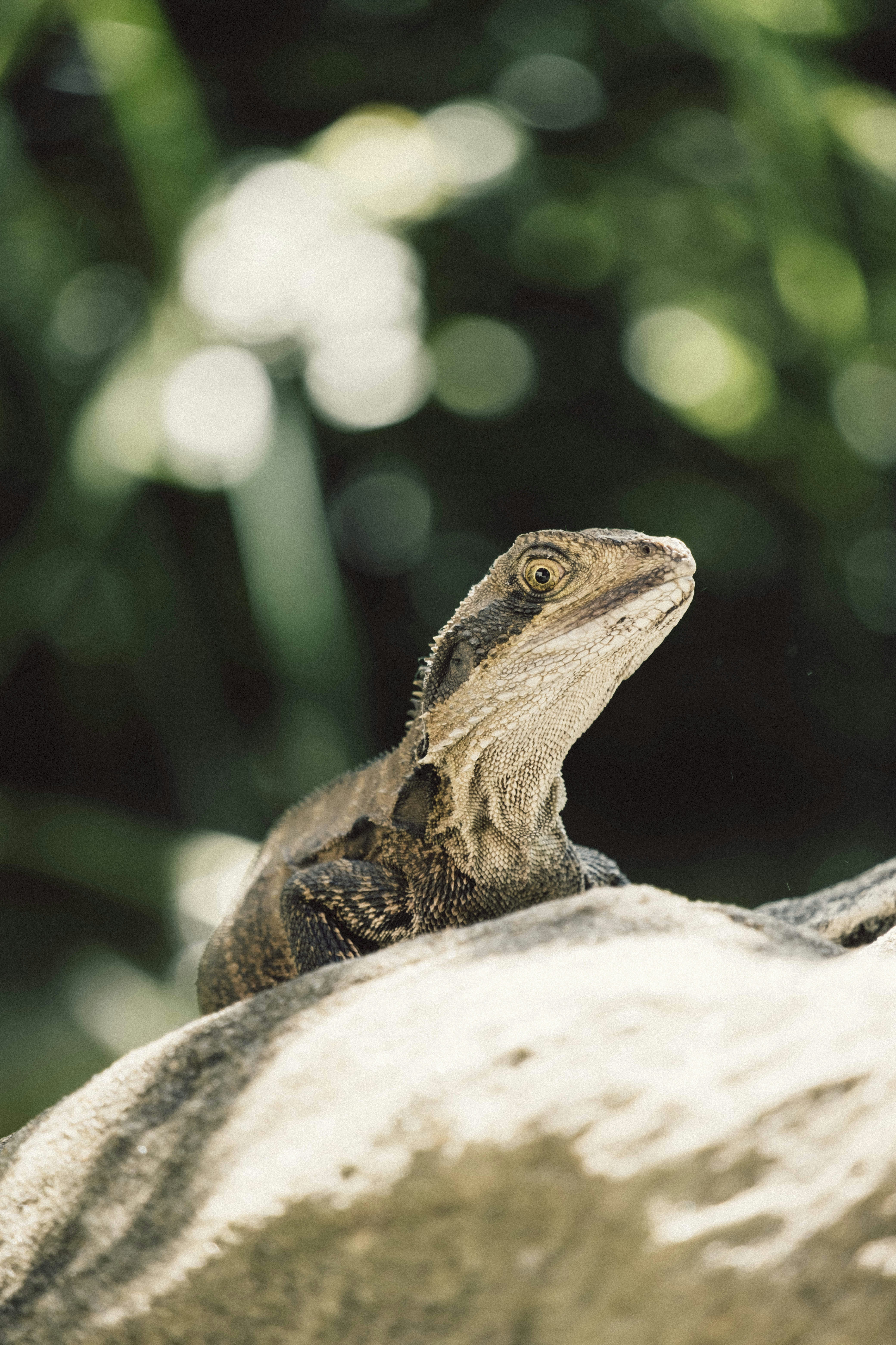 Lizard Resting on Rock