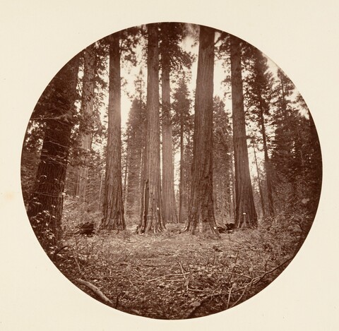 Vintage Giant Redwood Forest View