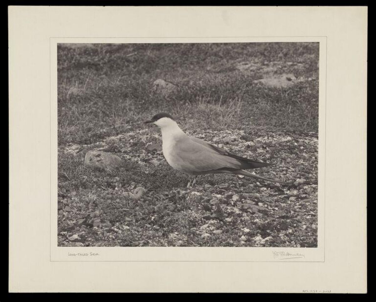 Long-tailed Skua on Open Ground