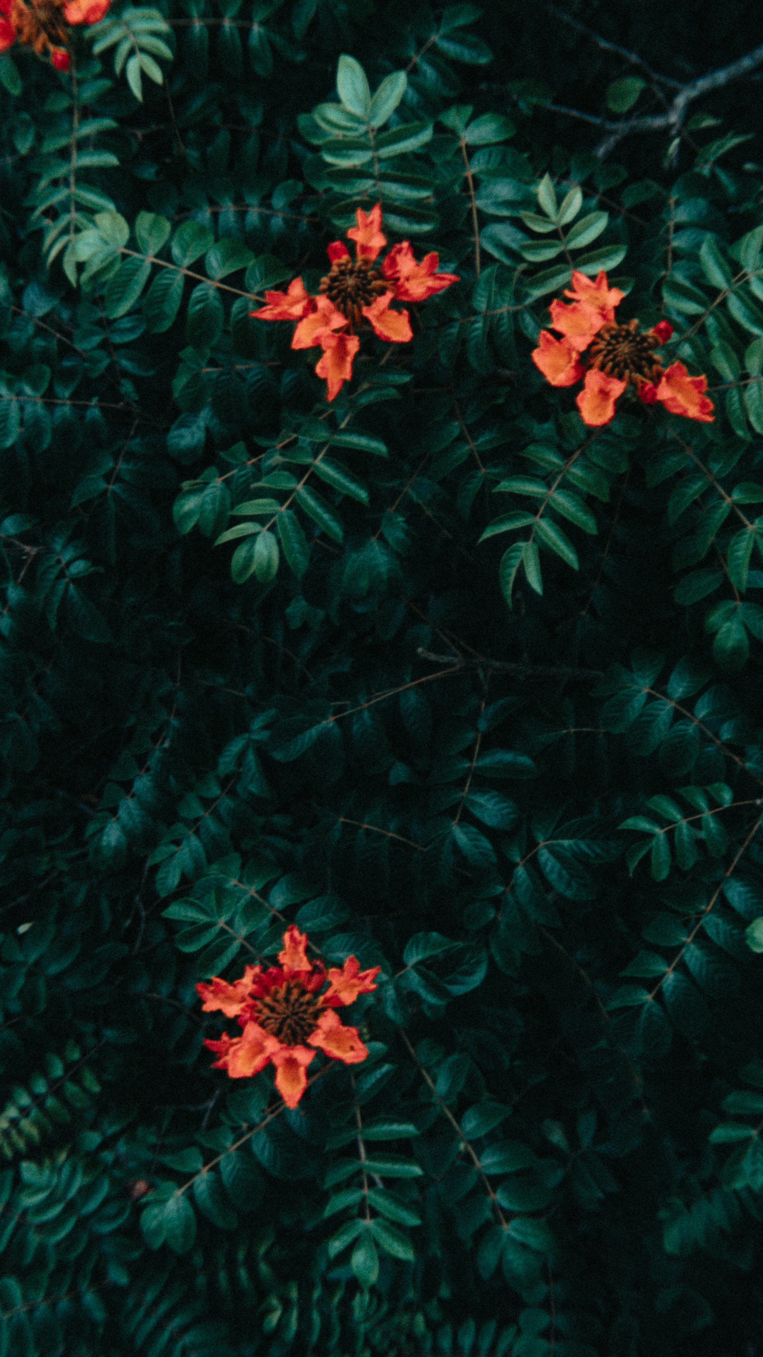 Orange Flowers Among Green Foliage