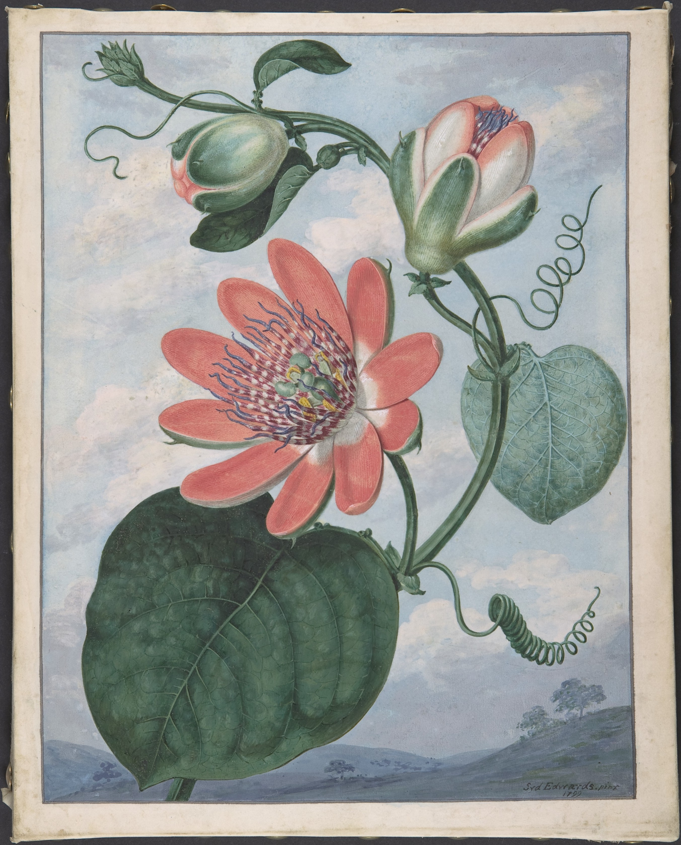 Botanical Illustration of Passionflower