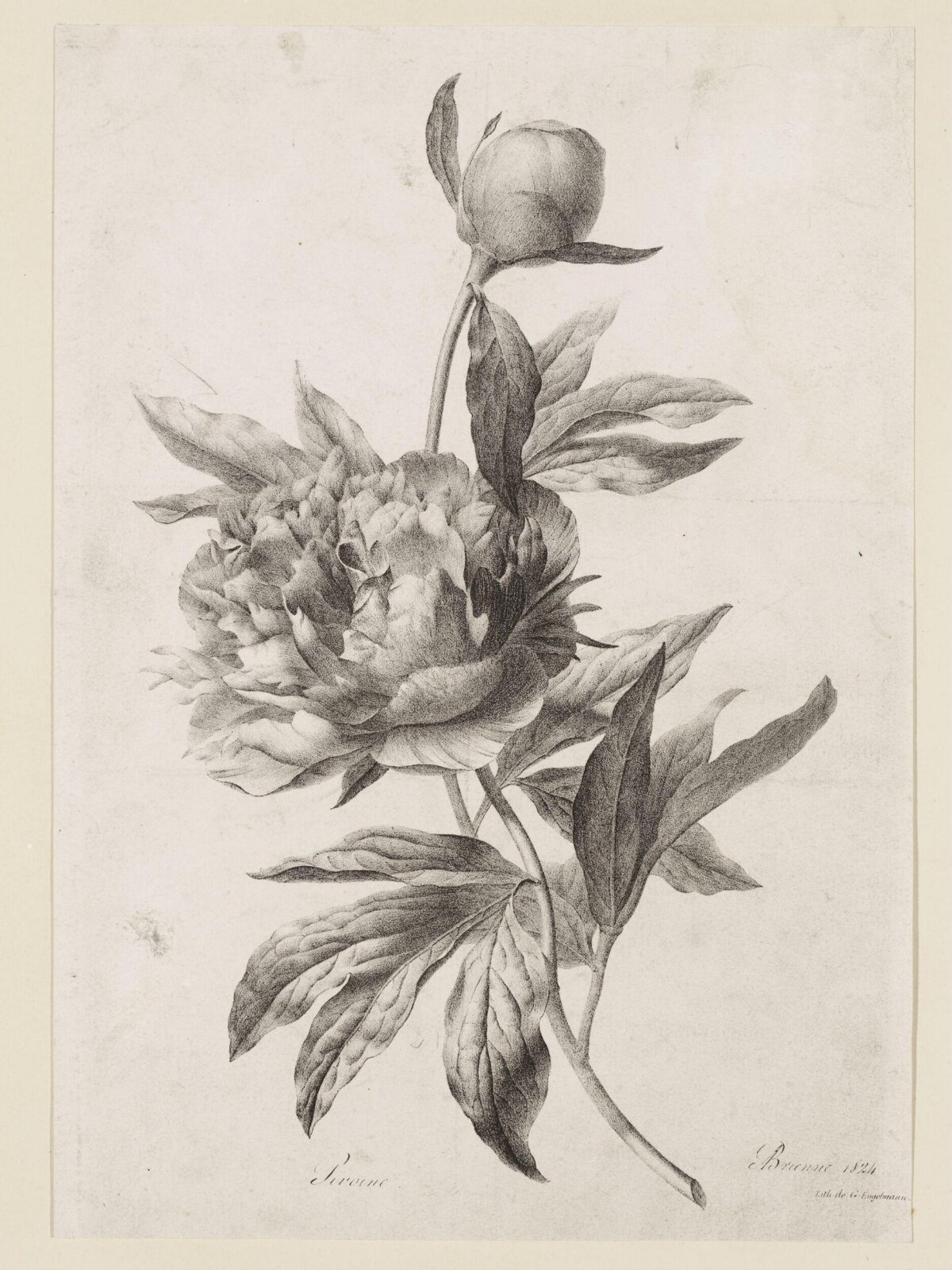 Pencil Sketch of Peony