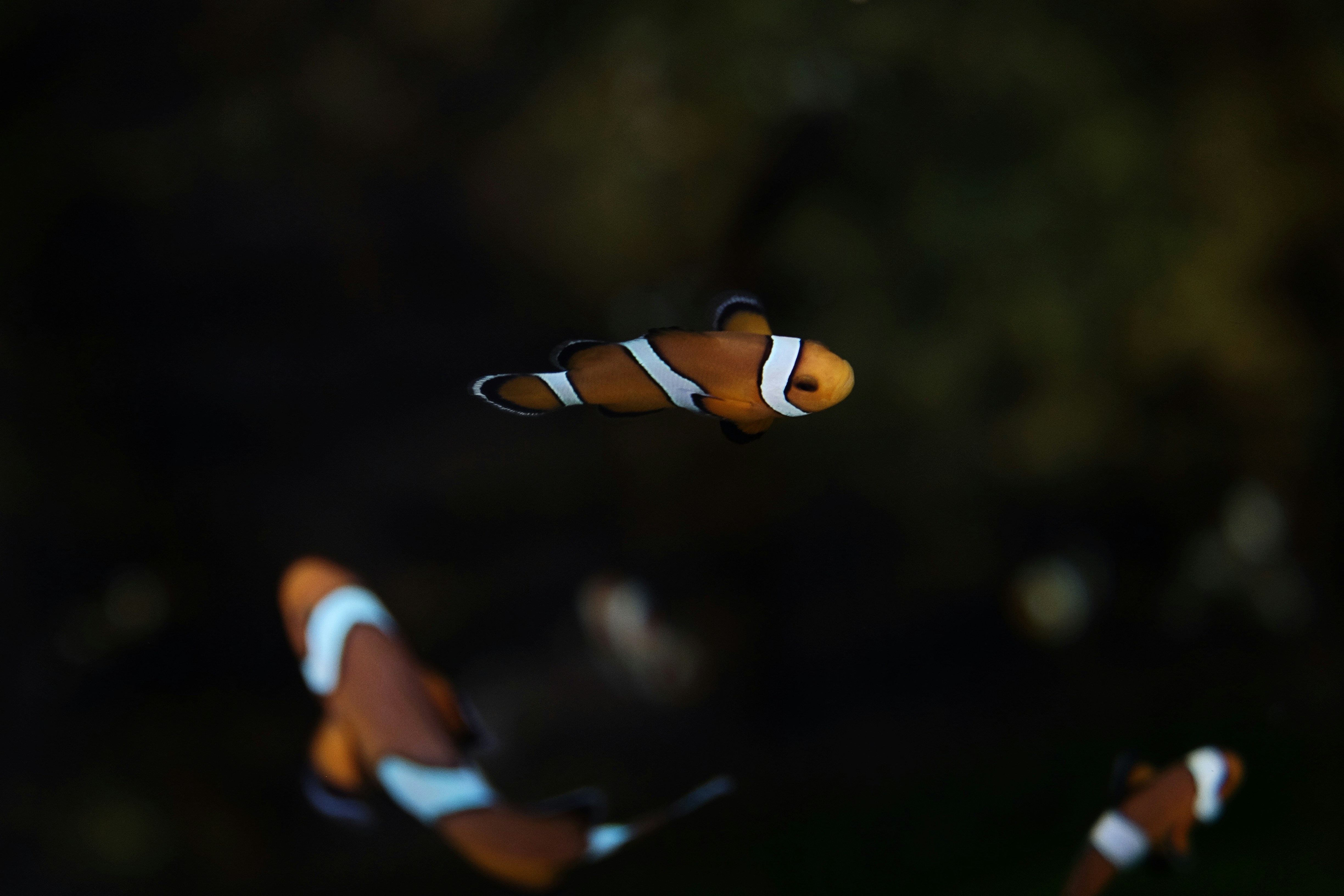 Three Clownfish Underwater