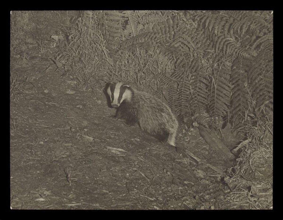 Badger on a Forest Dirt Path