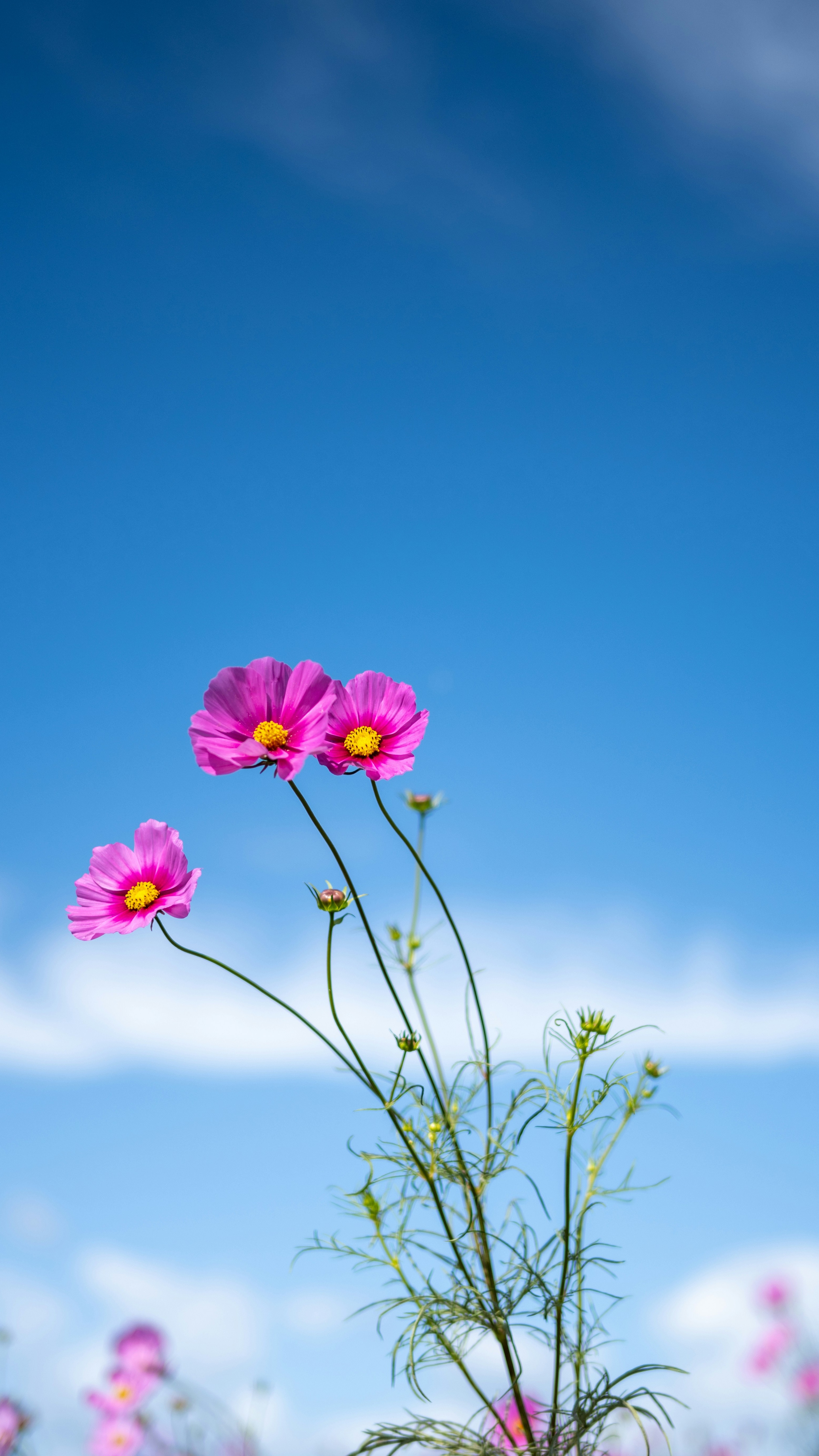 Wallpapers