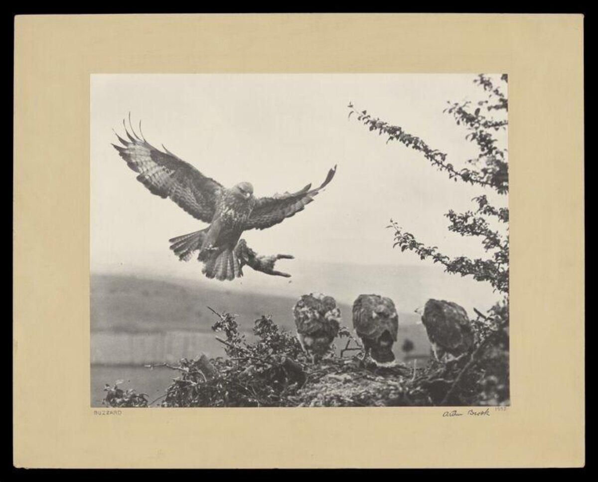 Buzzard Bringing Prey to Nestlings