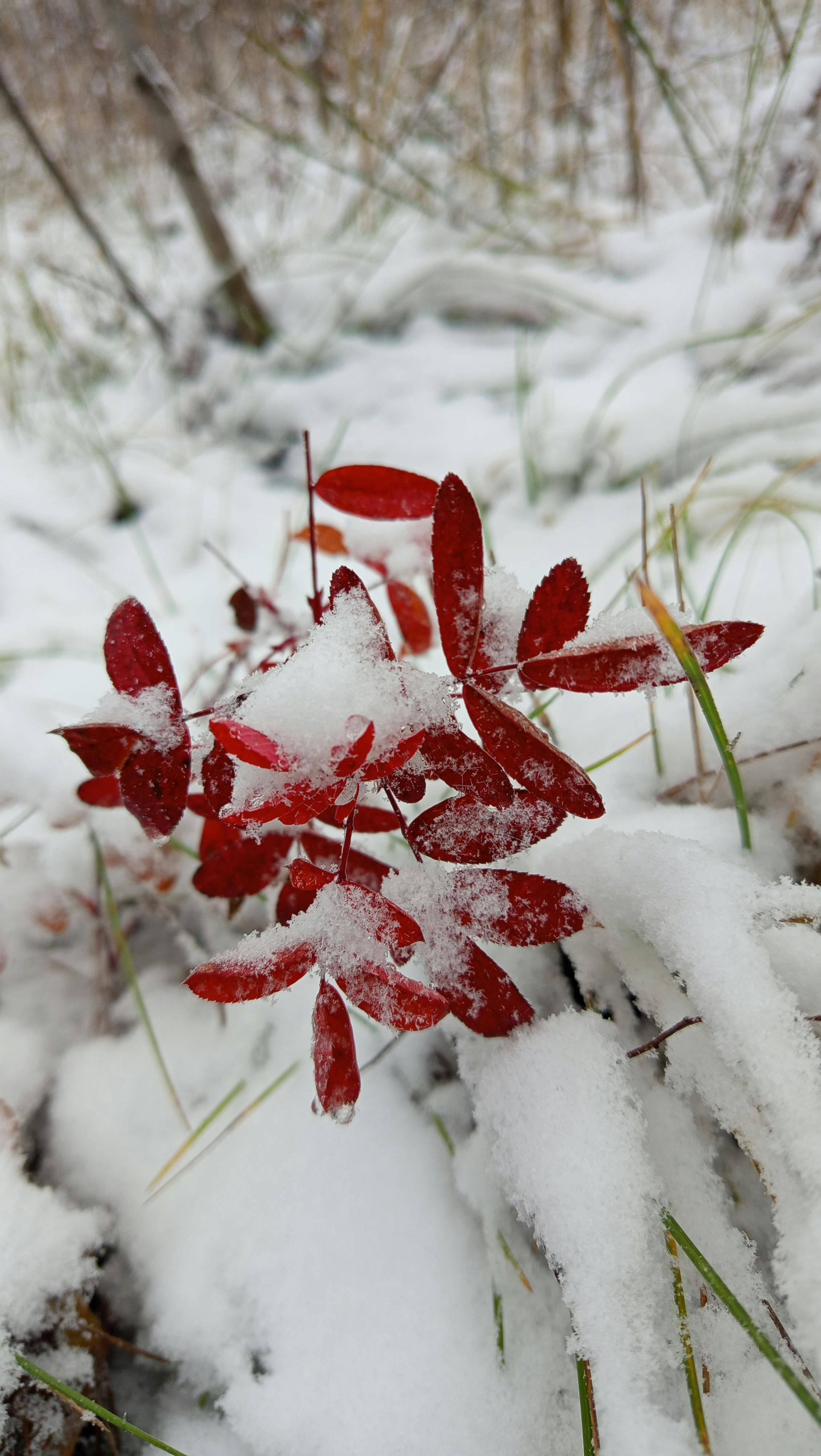 Red Autumn Leaves Under Snow