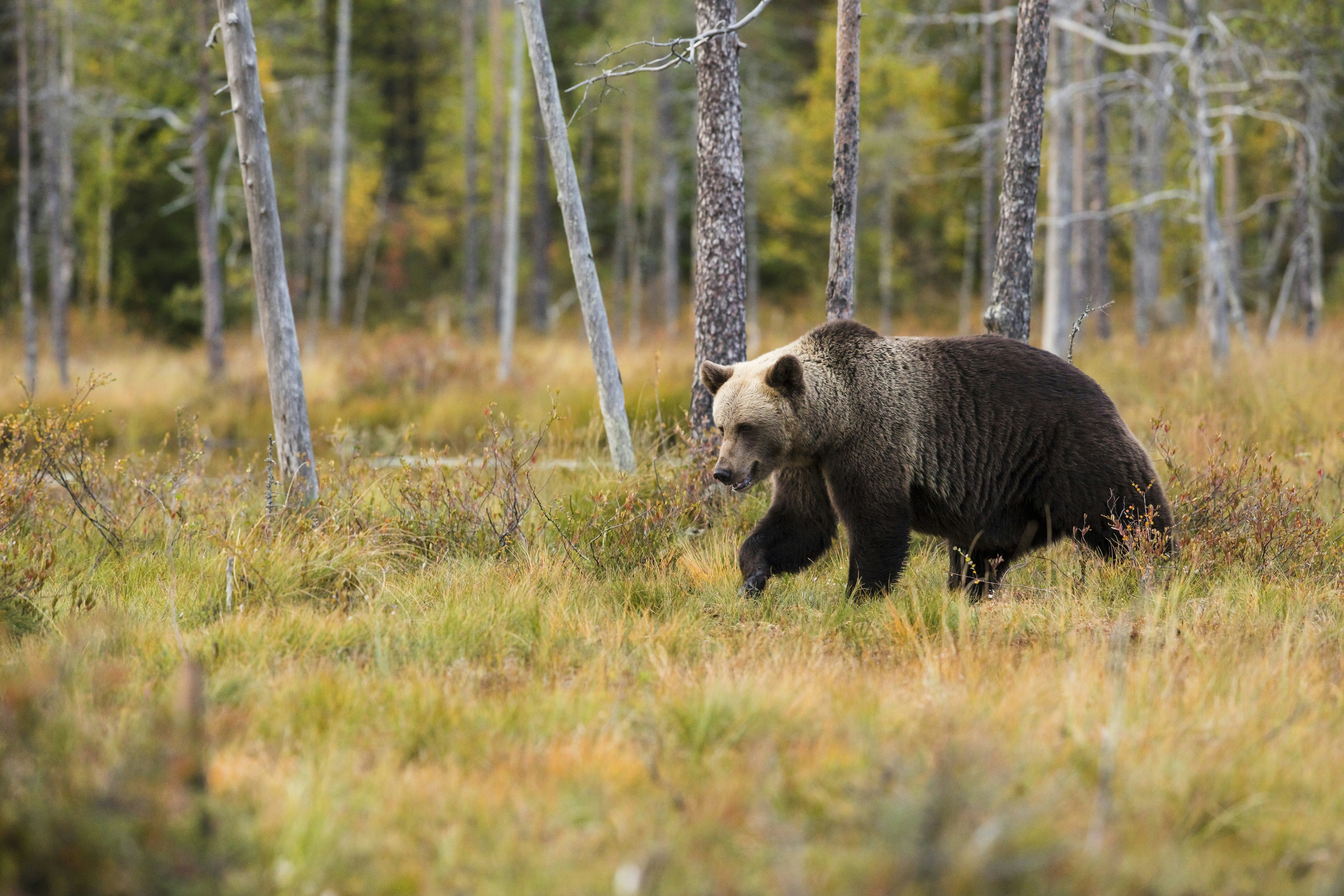 Brown Bear in Autumn Forest