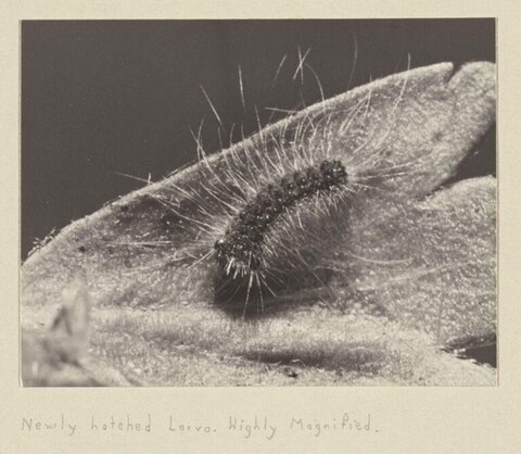 Magnified Newly Hatched Larva on Leaf