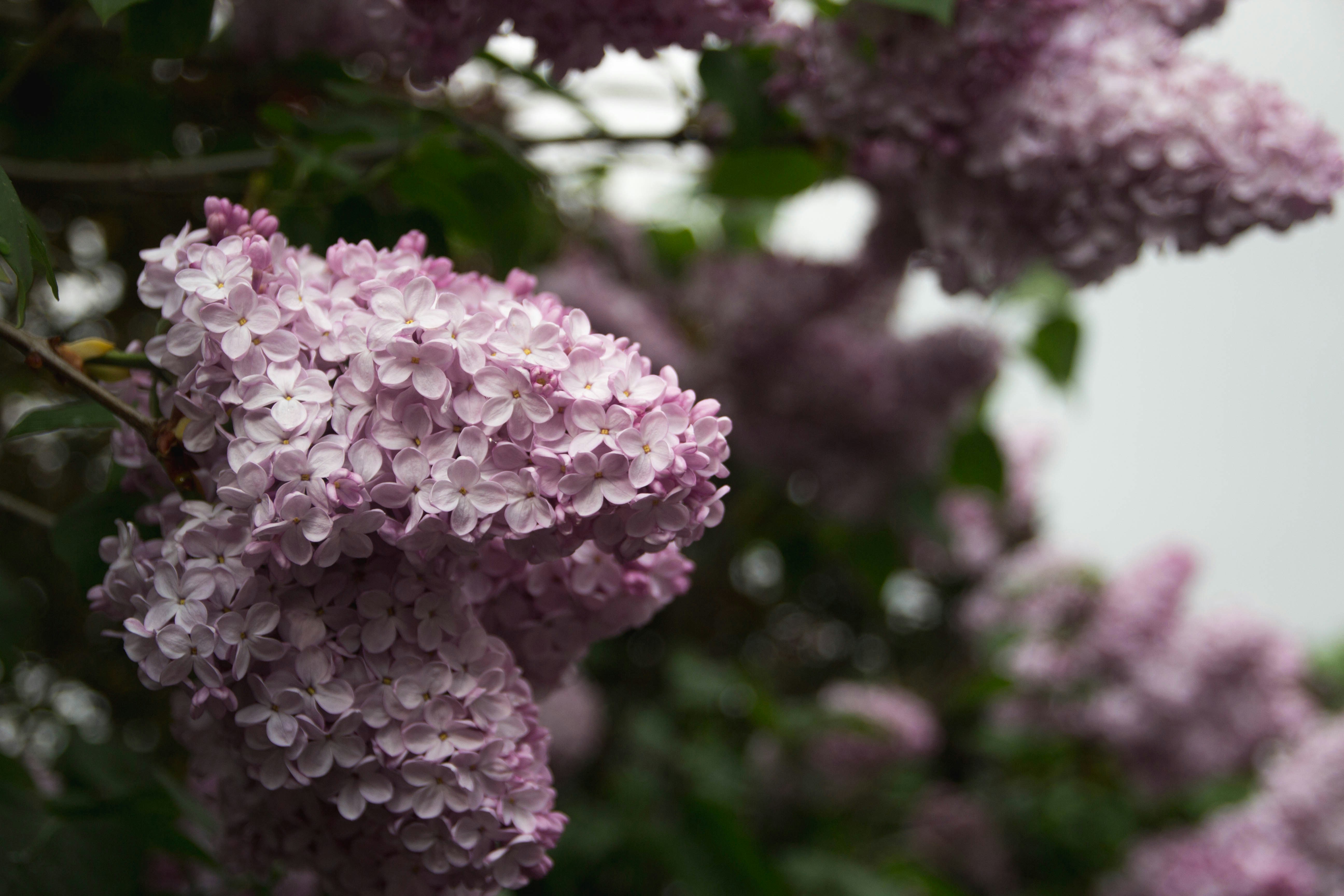Blooming Purple Lilac Flowers
