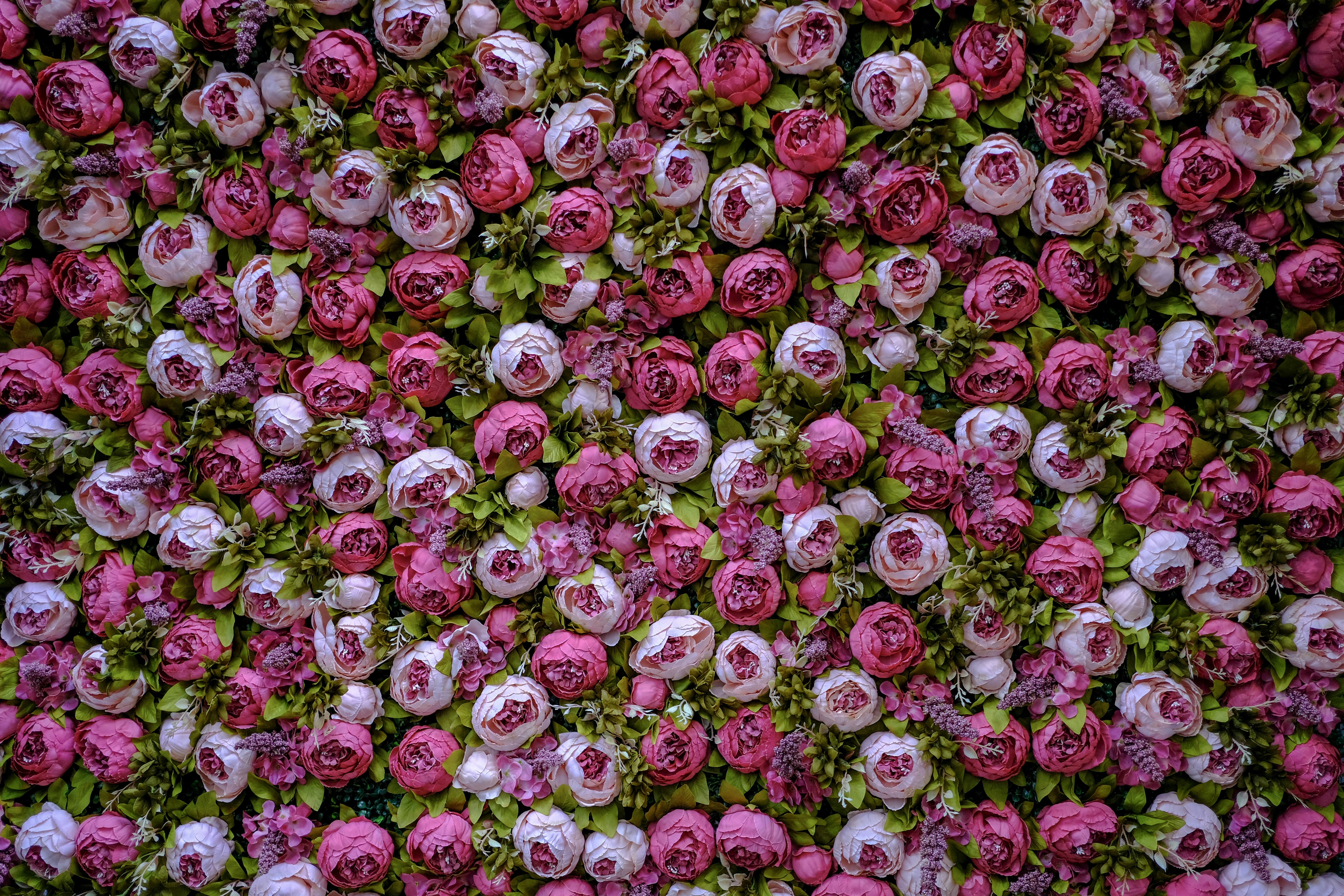 Mixed Pink Rose Flower Wall