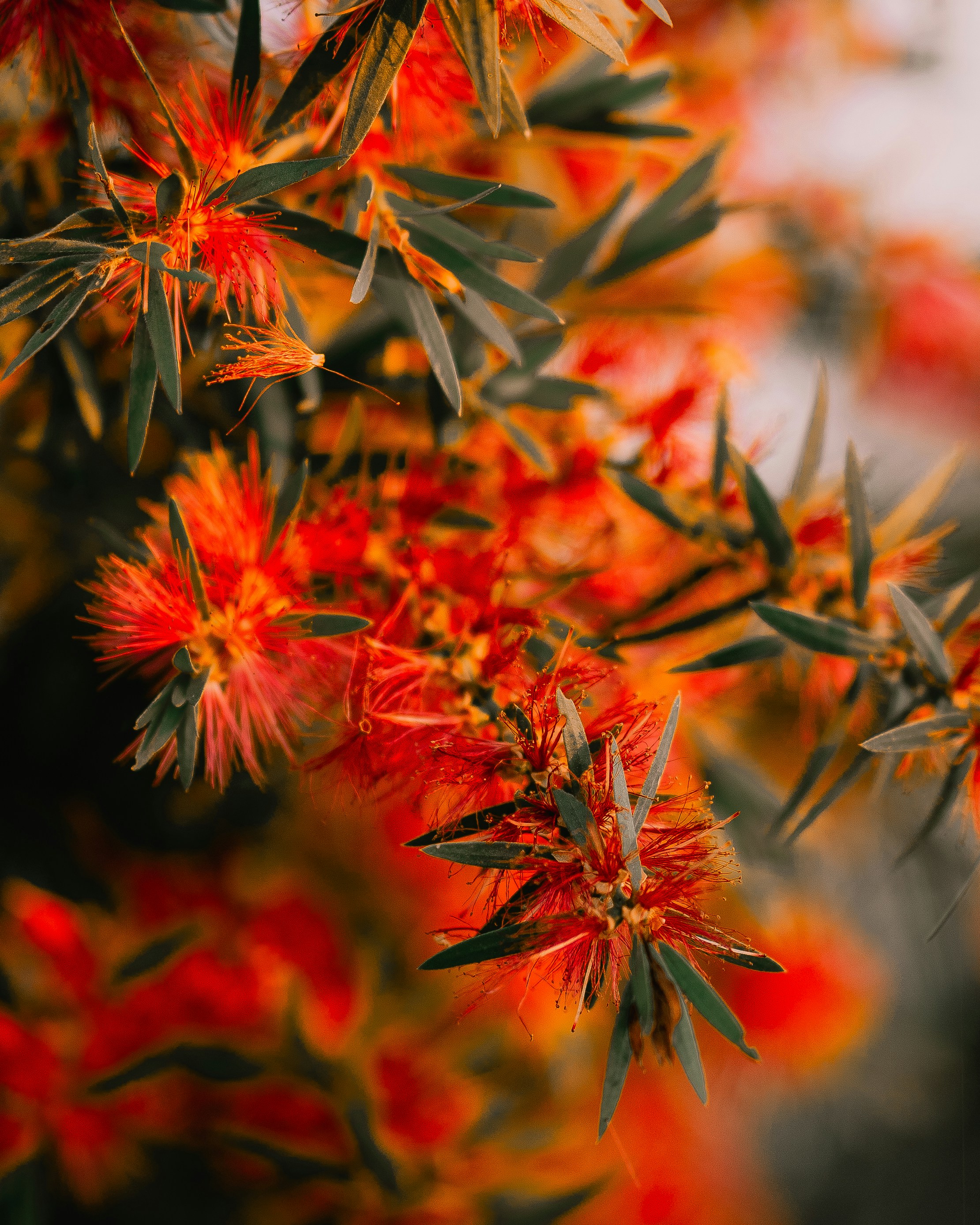 Blooming Red Bottlebrush Flowers