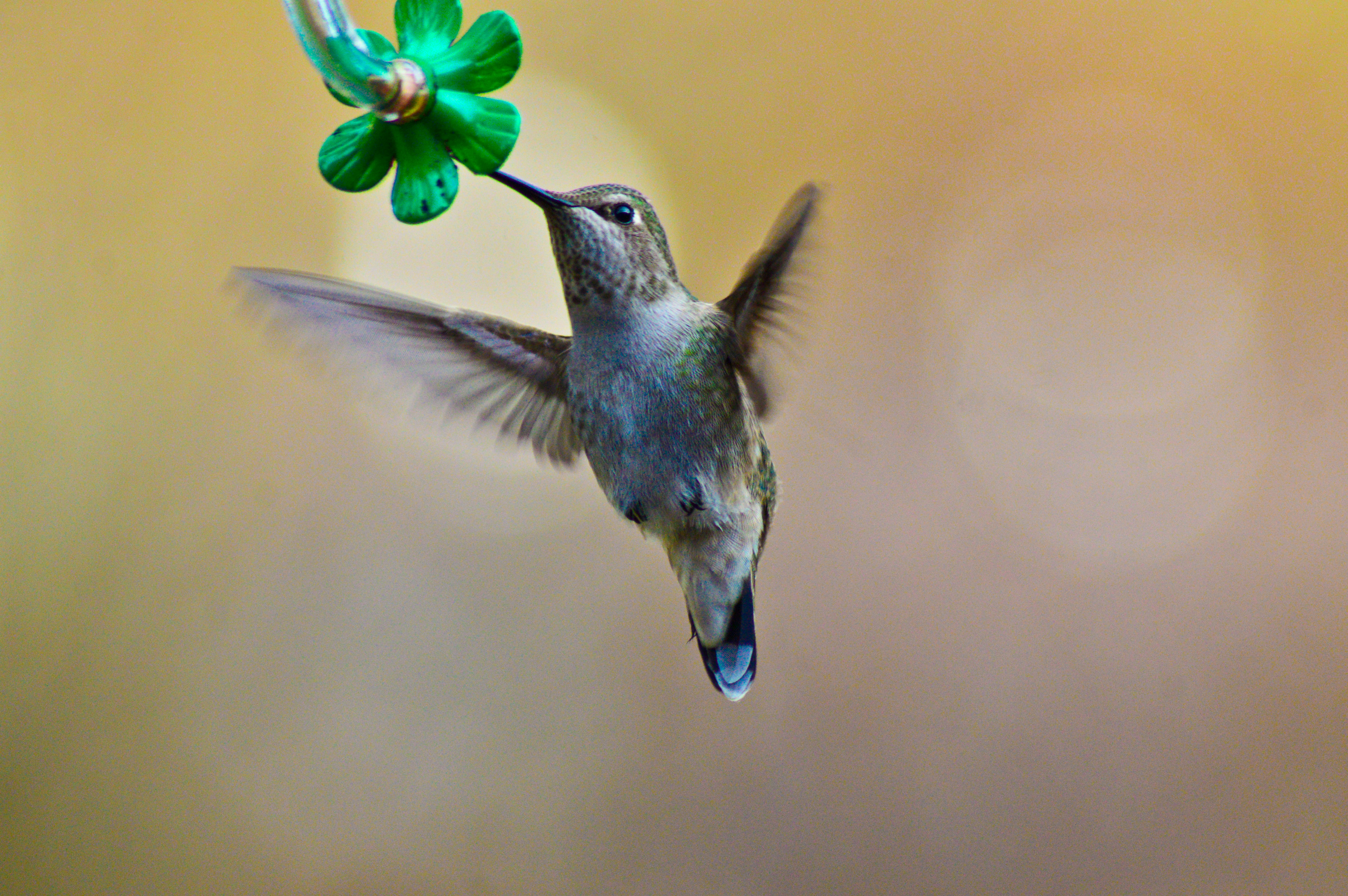 Hummingbird Feeding at Nectar Feeder