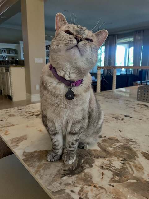 Cat Nala On Marble Kitchen Counter