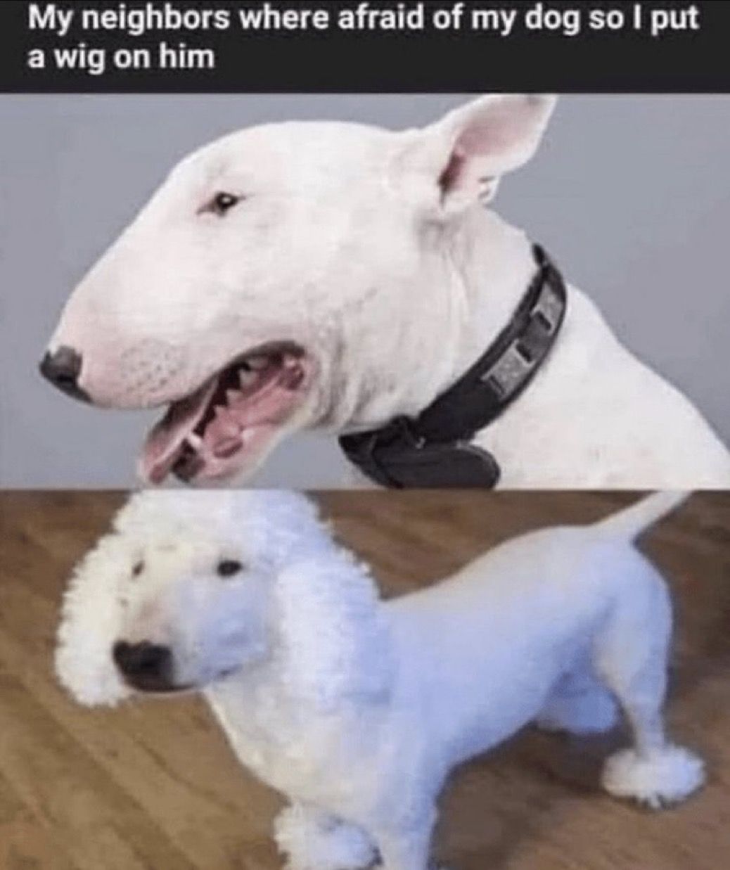 Funny Wig On Bull Terrier Meme