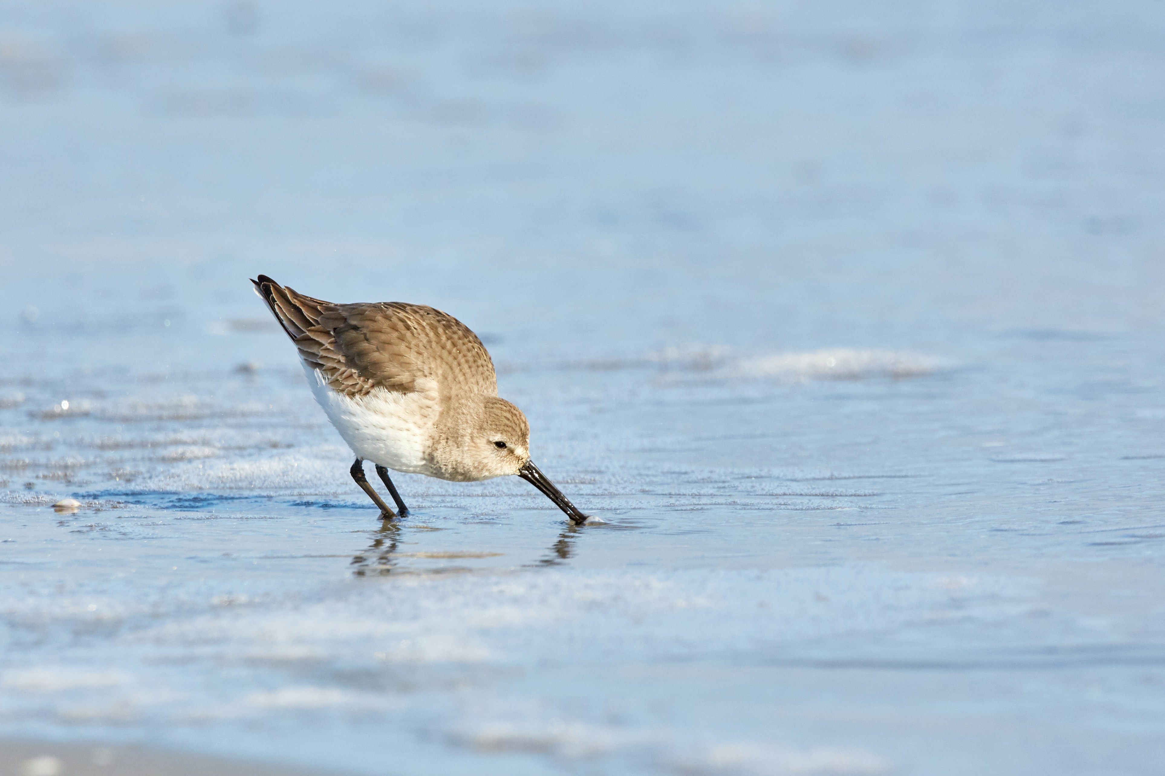 Dunlin Foraging on Wet Beach