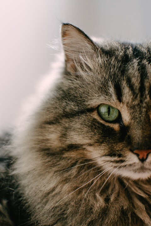 Close-up of Tabby Cat Face