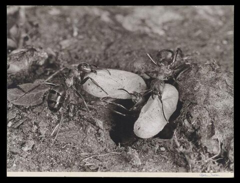 Ants Carrying Pupae at Nest Entrance
