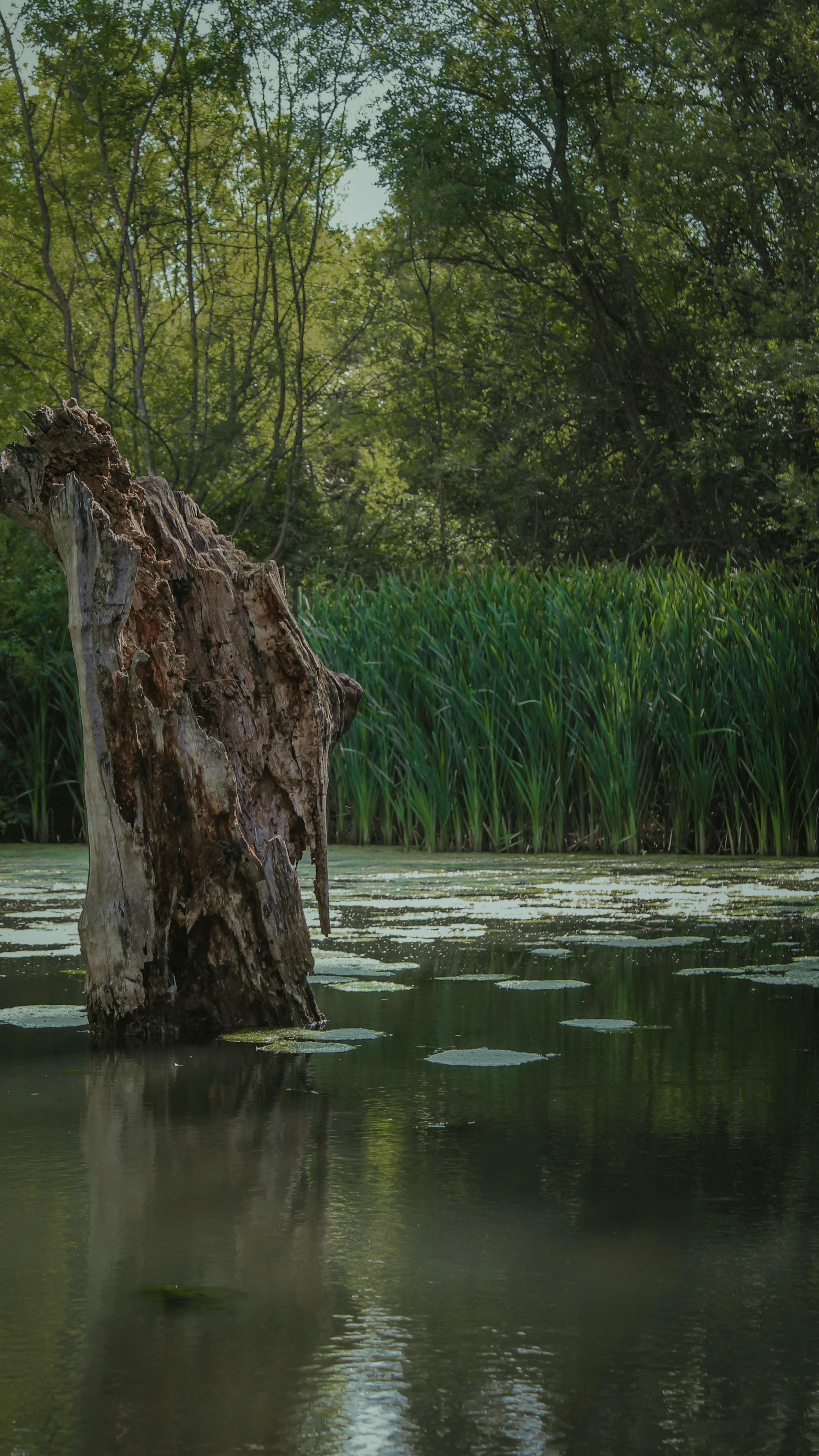 Decaying Tree Stump in Pond