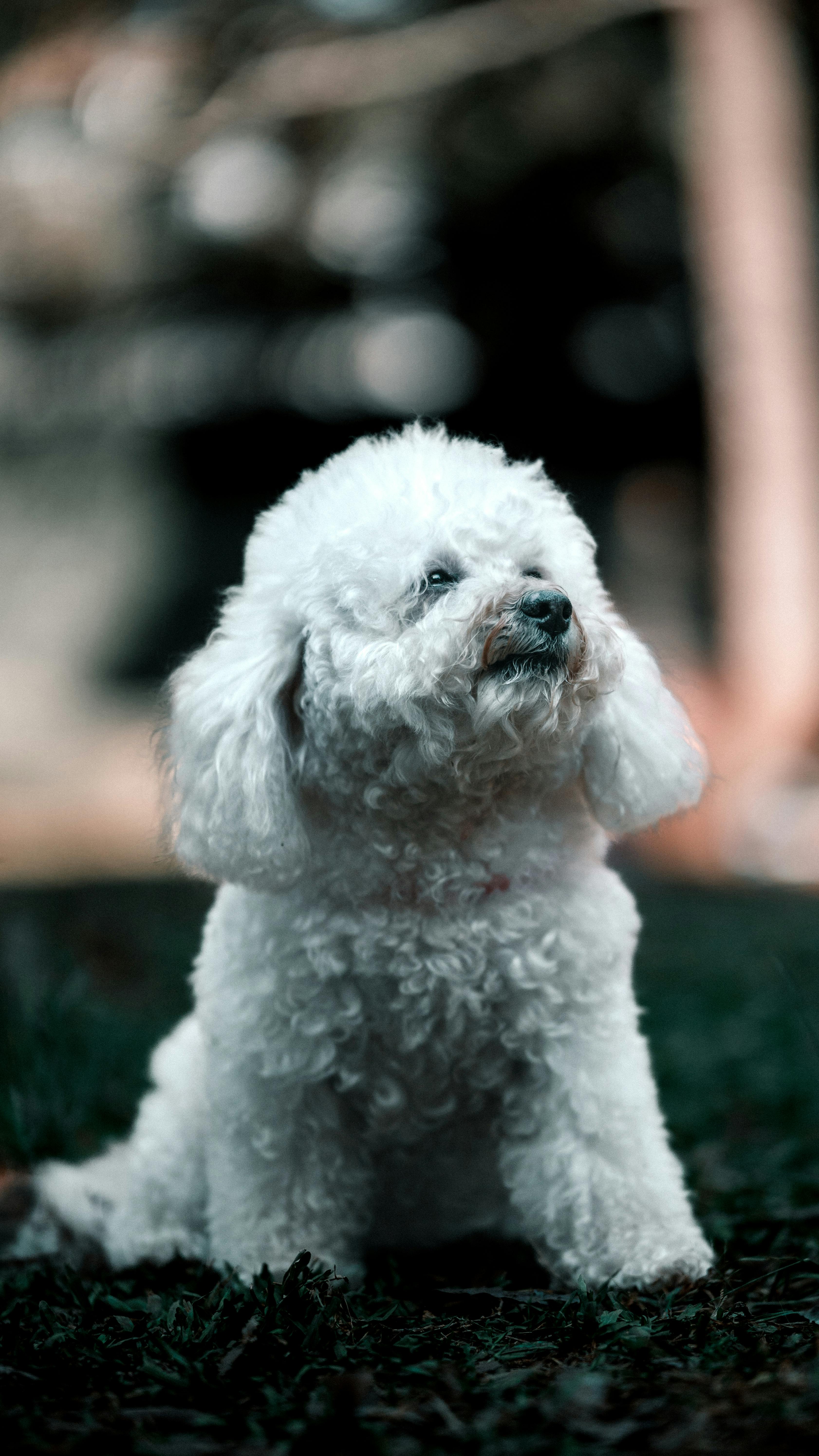 White Poodle Sitting on Grass